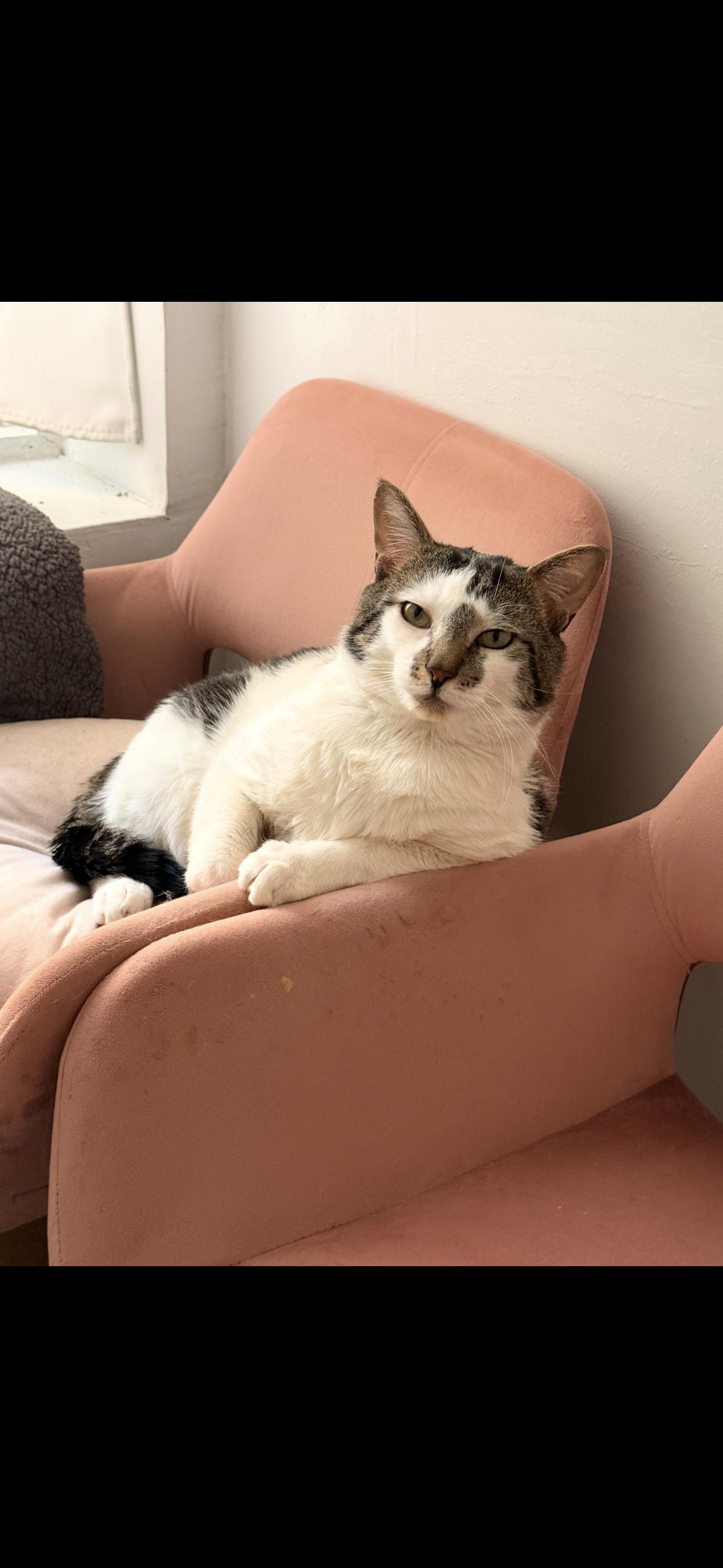 Enlarge Spot, a Adoptable American Shorthair in Brooklyn, NY image 4/5