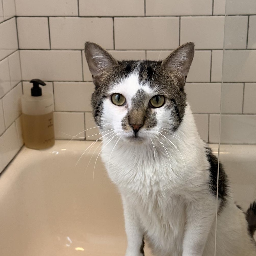 Enlarge Spot, a Adoptable American Shorthair in Brooklyn, NY image 1/5