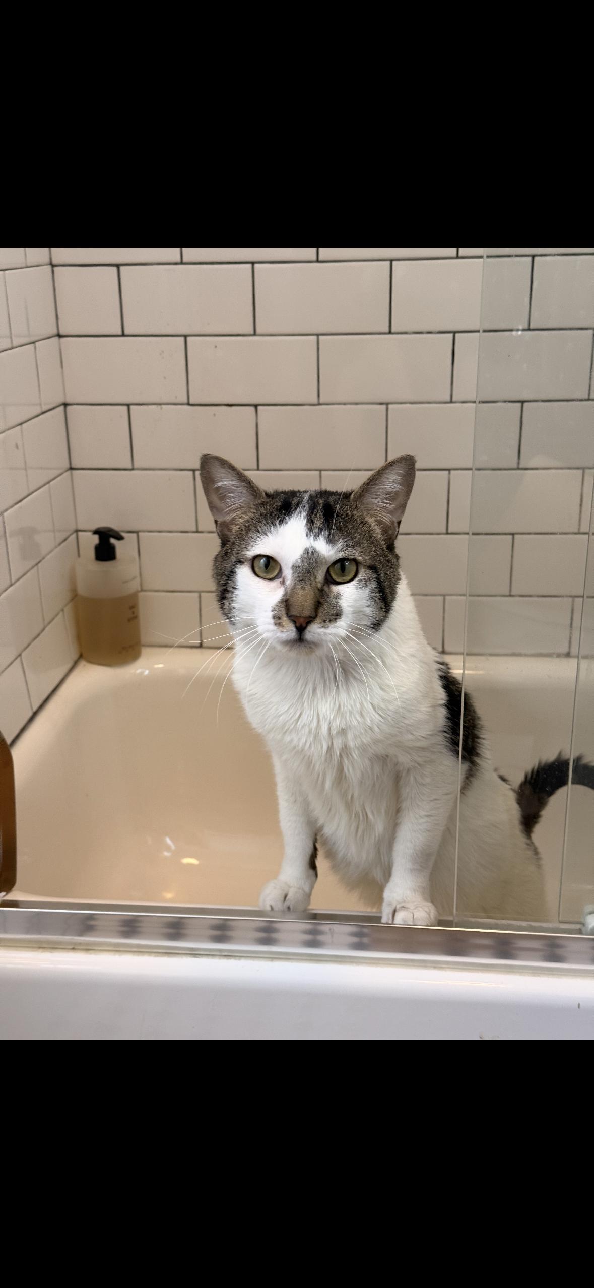 Spot, a ADOPTABLE American Shorthair in Brooklyn, NY image 1/2
