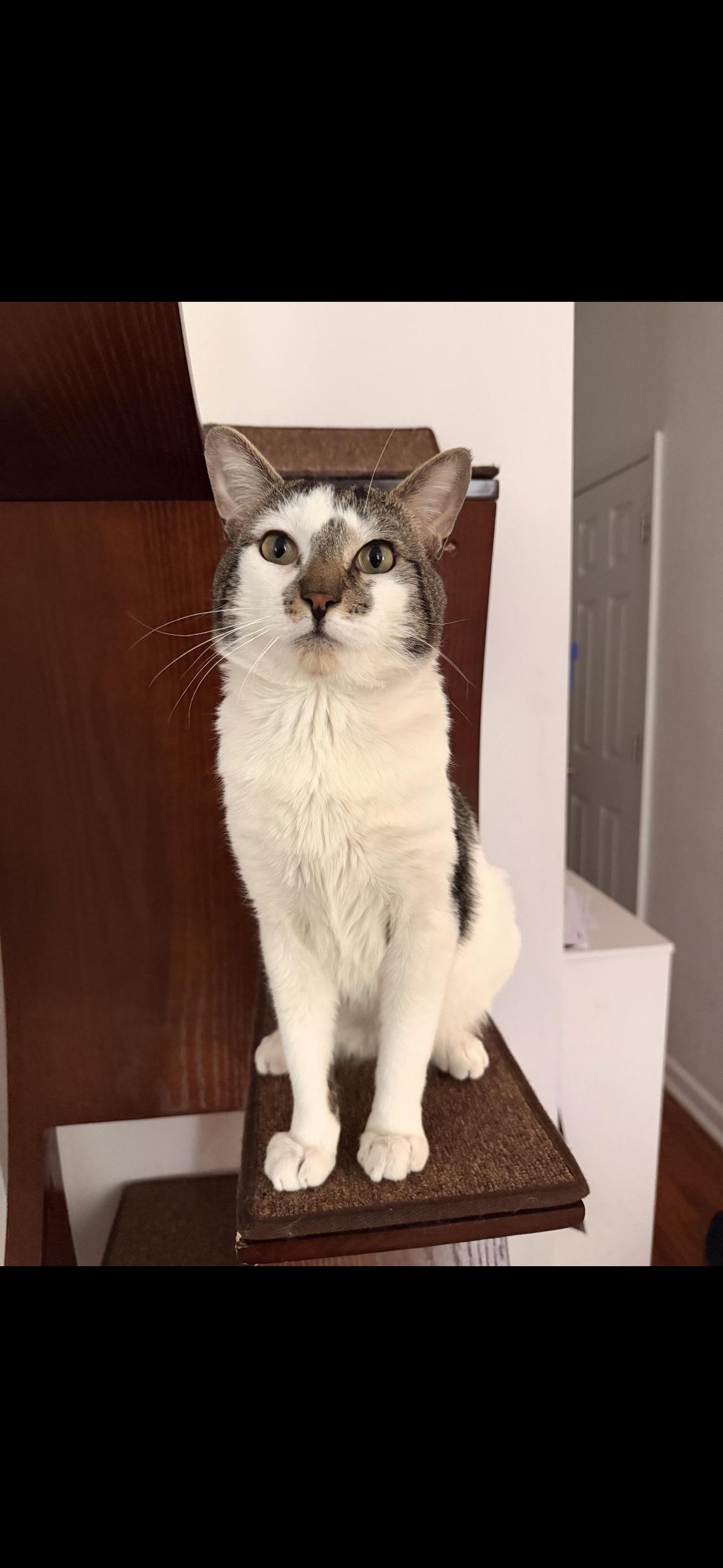 Enlarge Spot, a Adoptable American Shorthair in Brooklyn, NY image 5/5
