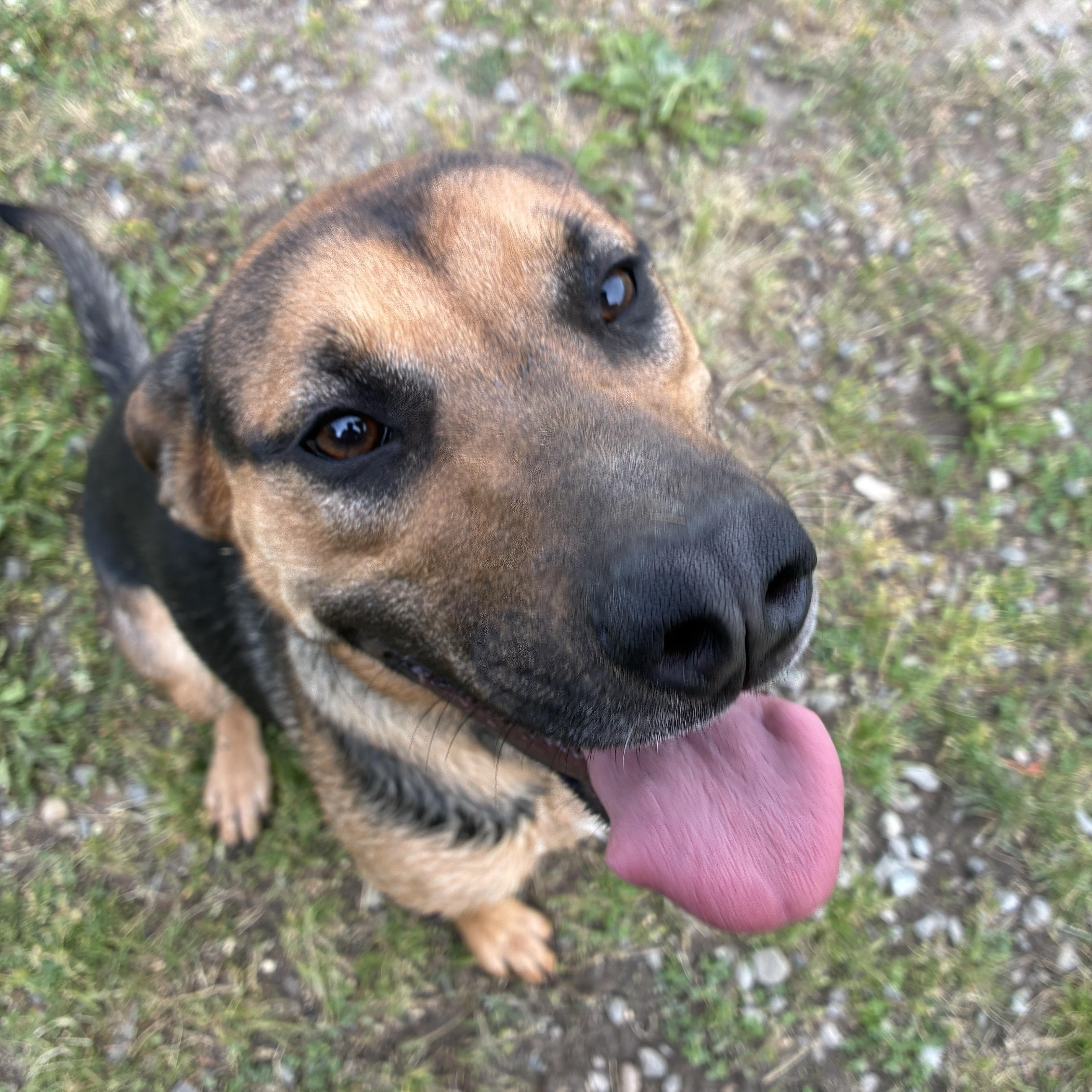 Daisy, a ADOPTABLE Mixed Breed in Bonners Ferry, ID image 2/5