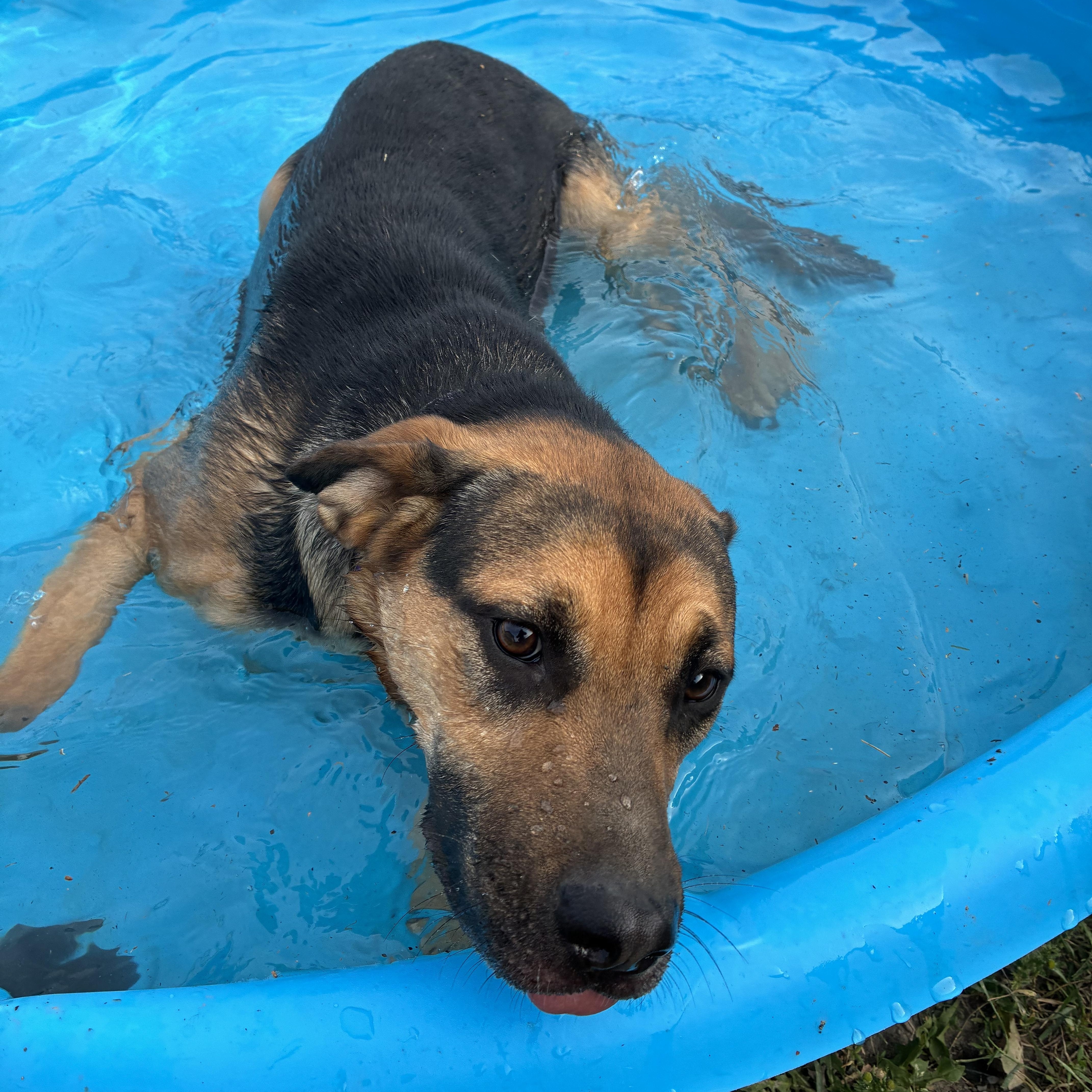 Daisy, a ADOPTABLE Mixed Breed in Bonners Ferry, ID image 5/5