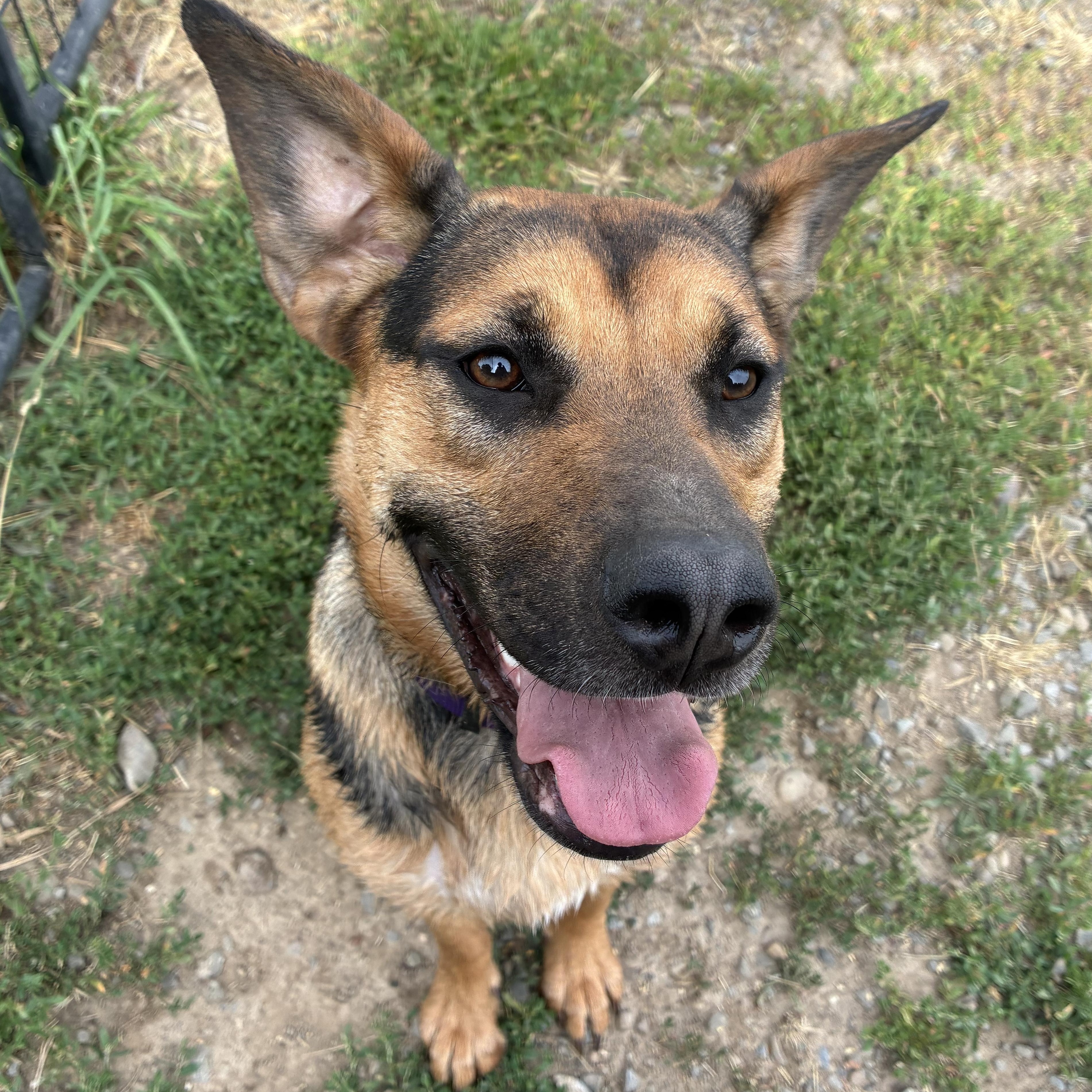 Daisy, ADOPTABLE, Young Female Mixed Breed.