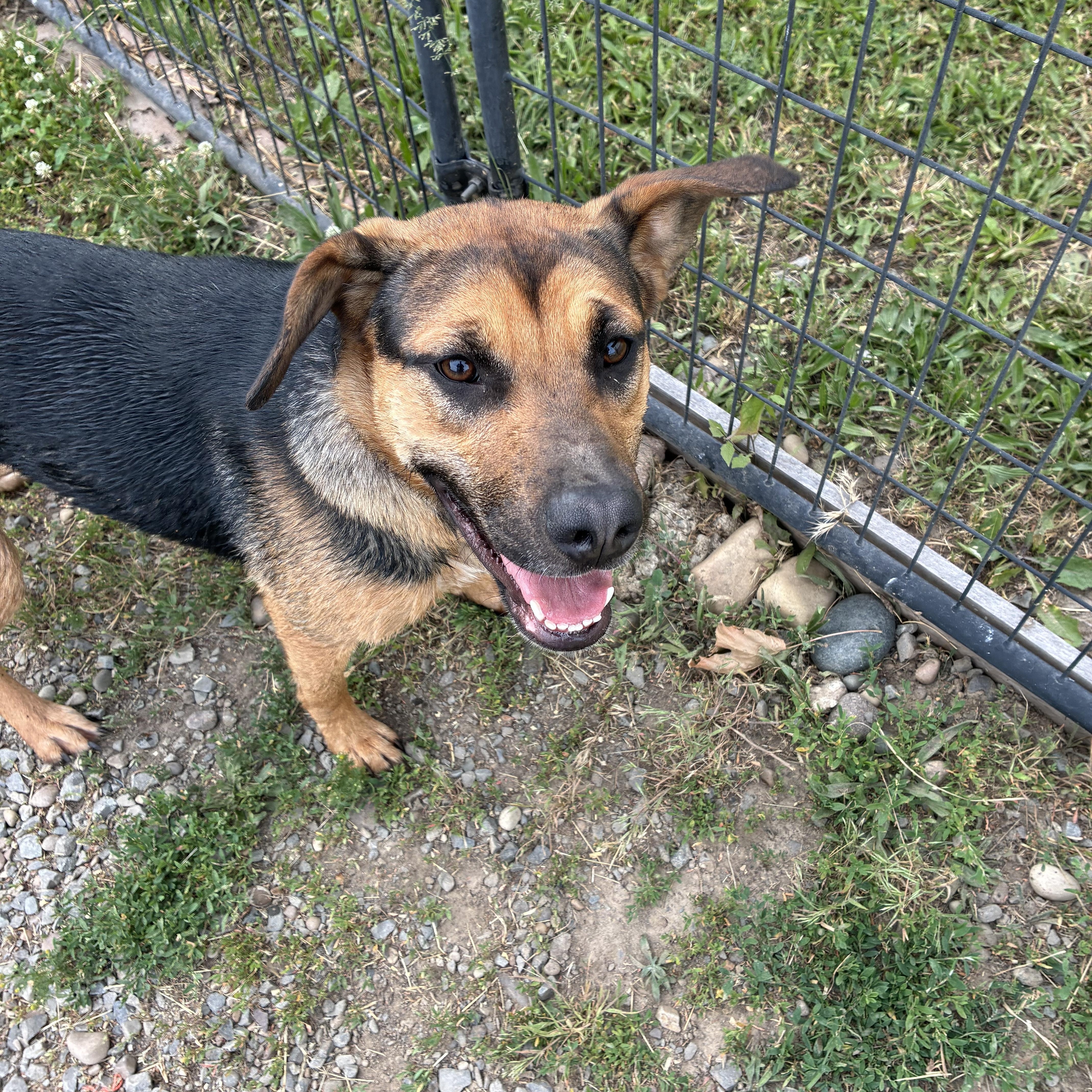 Daisy, a ADOPTABLE Mixed Breed in Bonners Ferry, ID image 4/5