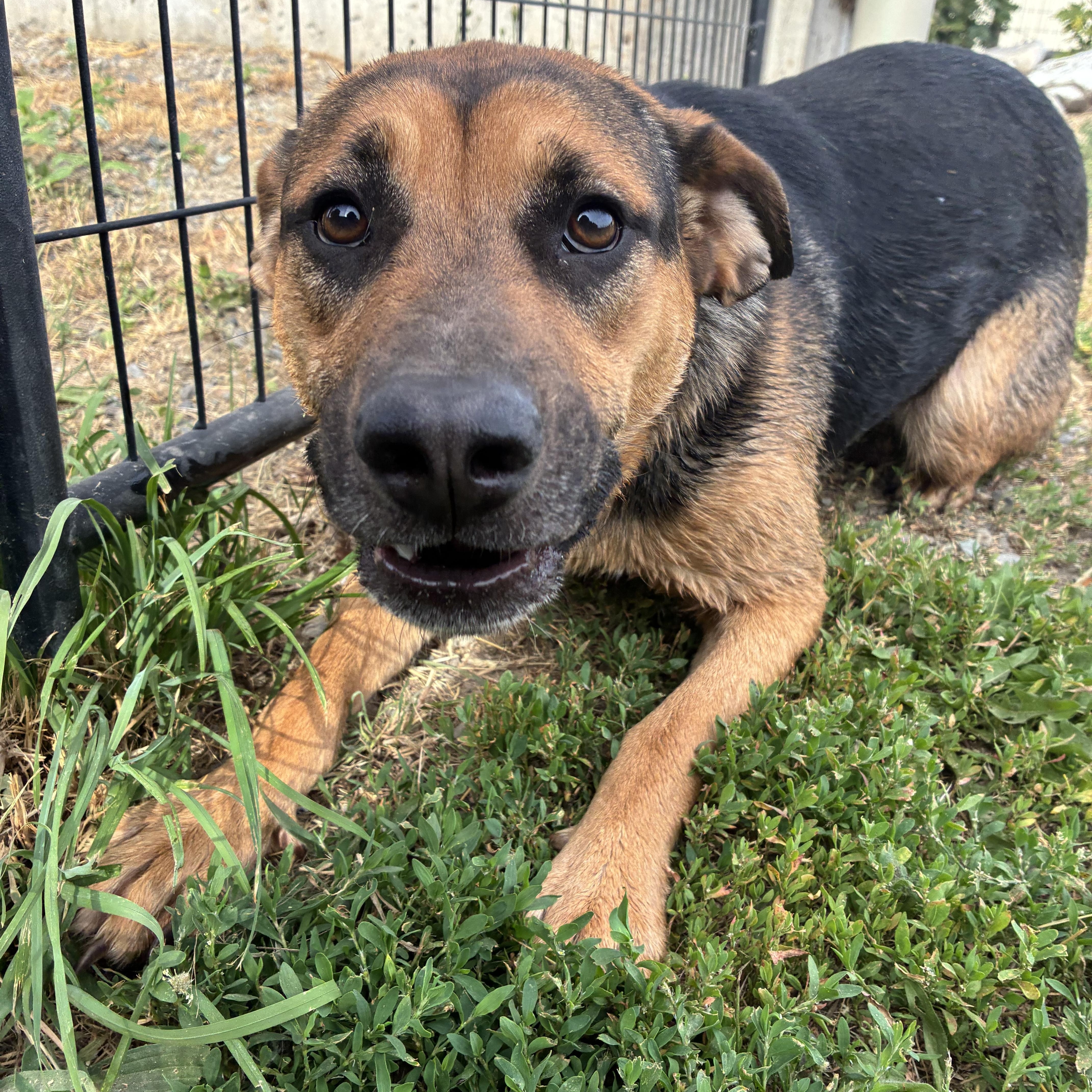 Daisy, a ADOPTABLE Mixed Breed in Bonners Ferry, ID image 3/5