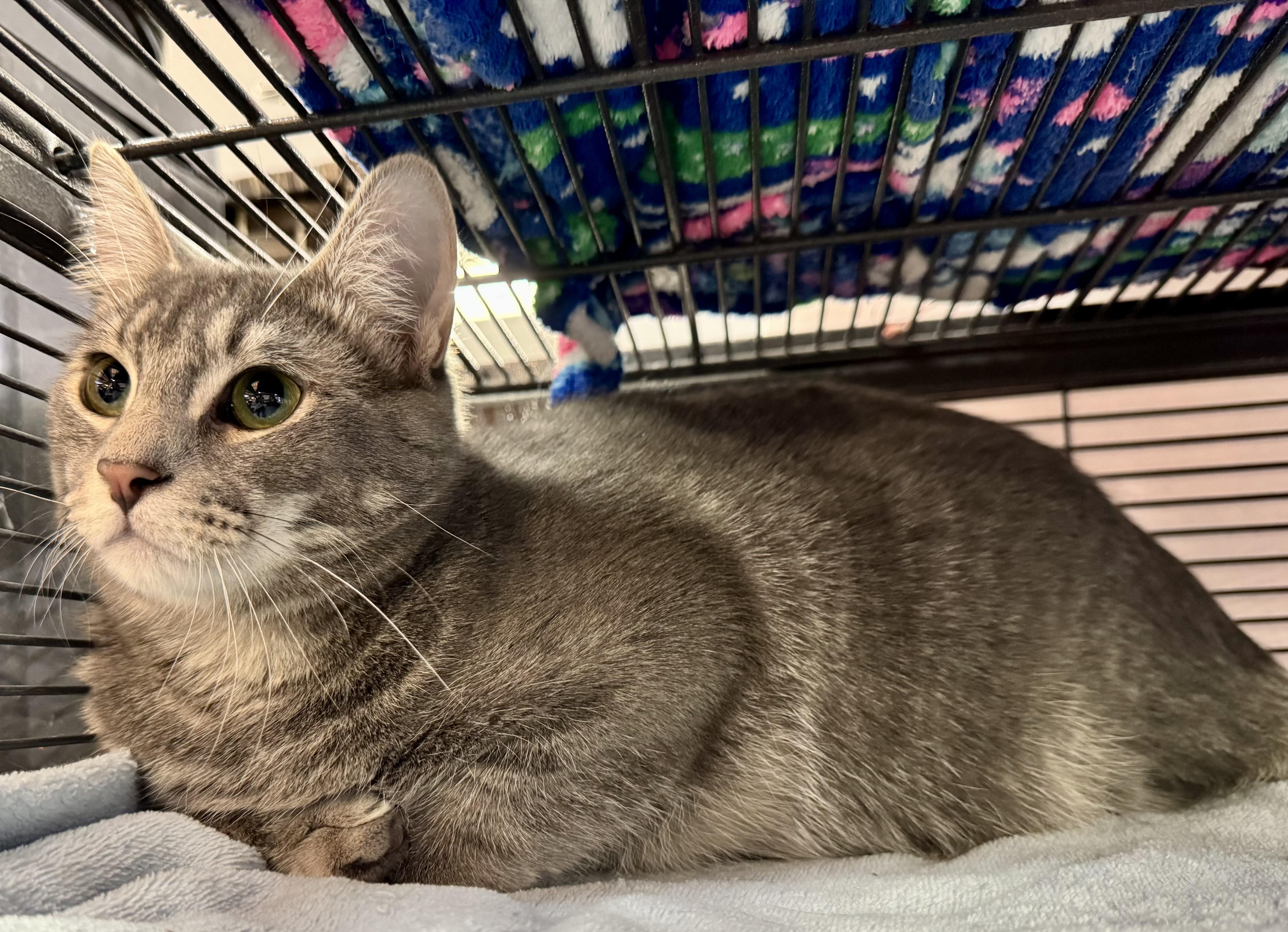 Enlarge Dash, a Adoptable Domestic Long Hair in Wasilla, AK image 2/2