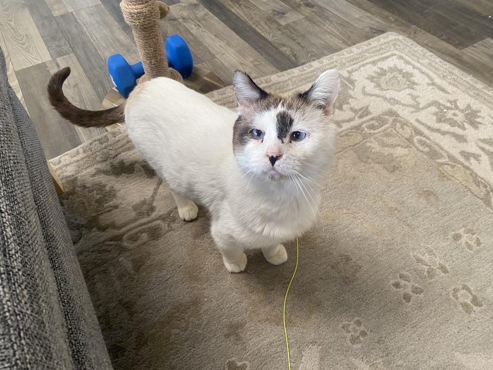 Enlarge Geno, a Adoptable Domestic Short Hair in Fort collins, CO image 3/6