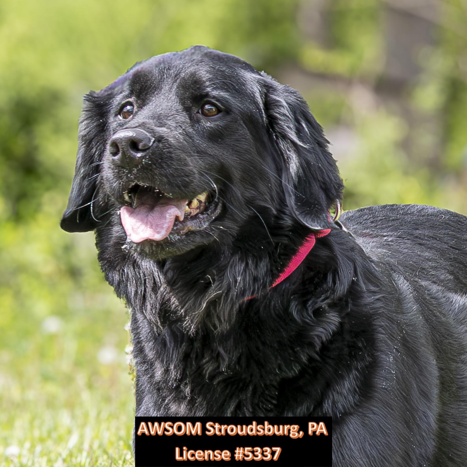 Enlarge Scarlet, a ADOPTABLE mixed breed in Stroudsburg, PA image 1/2