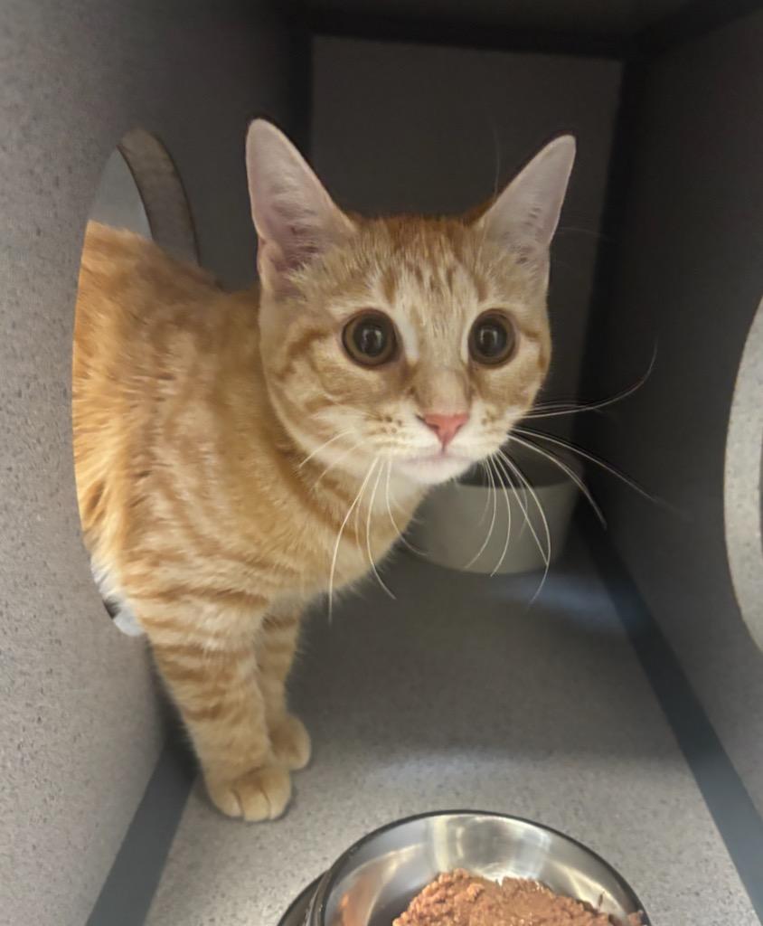 Enlarge Peaches, a Adopted mixed breed in Liverpool, NY image 1/1