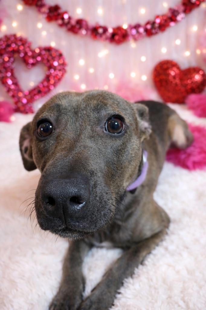 BABYGIRL, Adoptable, Young Female Terrier.