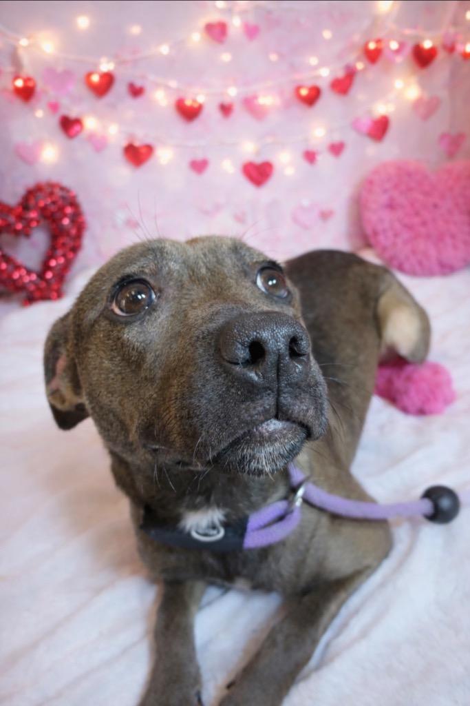 BABYGIRL, a Adoptable Terrier in Wintersville, OH image 3/3