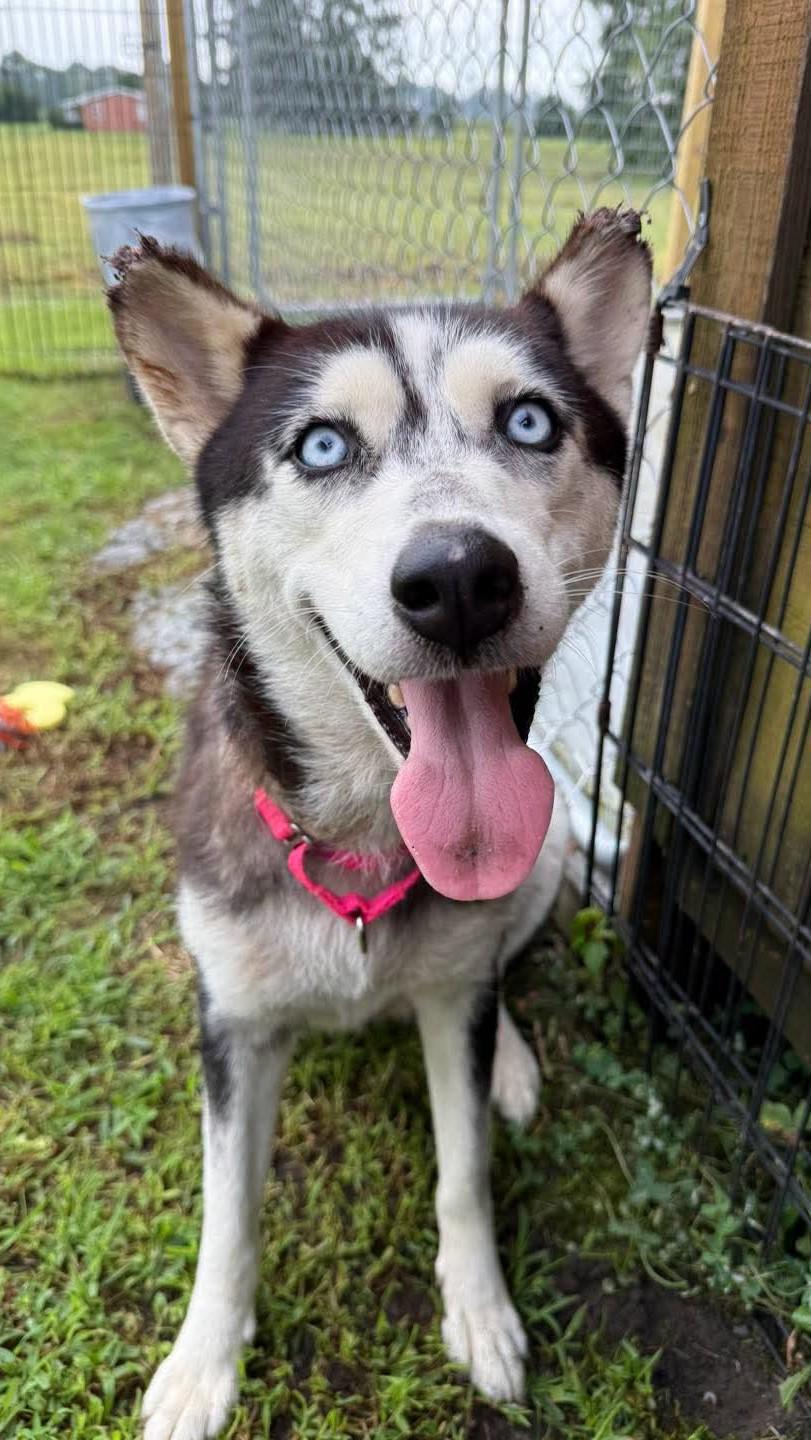 Enlarge Journee, a Adoptable Husky in Macclesfield, NC image 2/2
