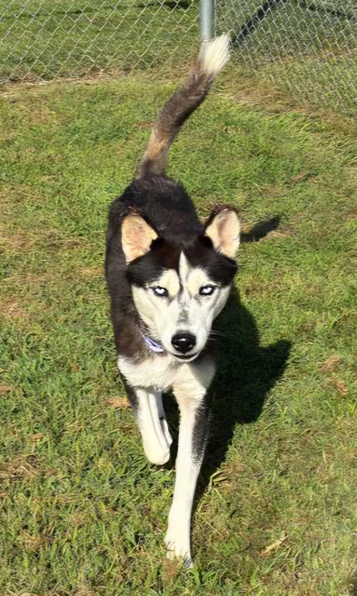 Journee, Adoptable, Young Female Husky.