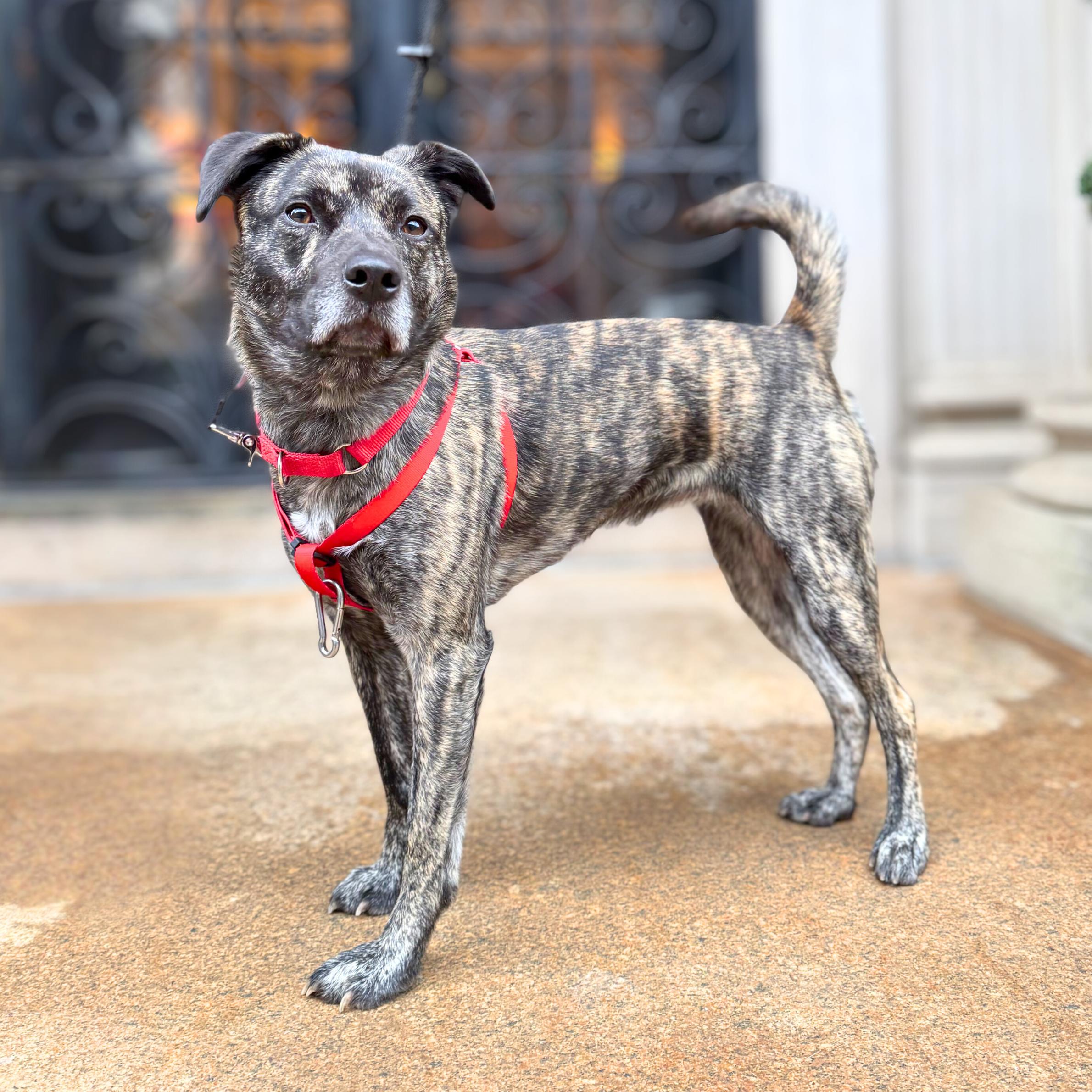 Firestarter, a Adoptable mixed breed in Ossining, NY image 5/6