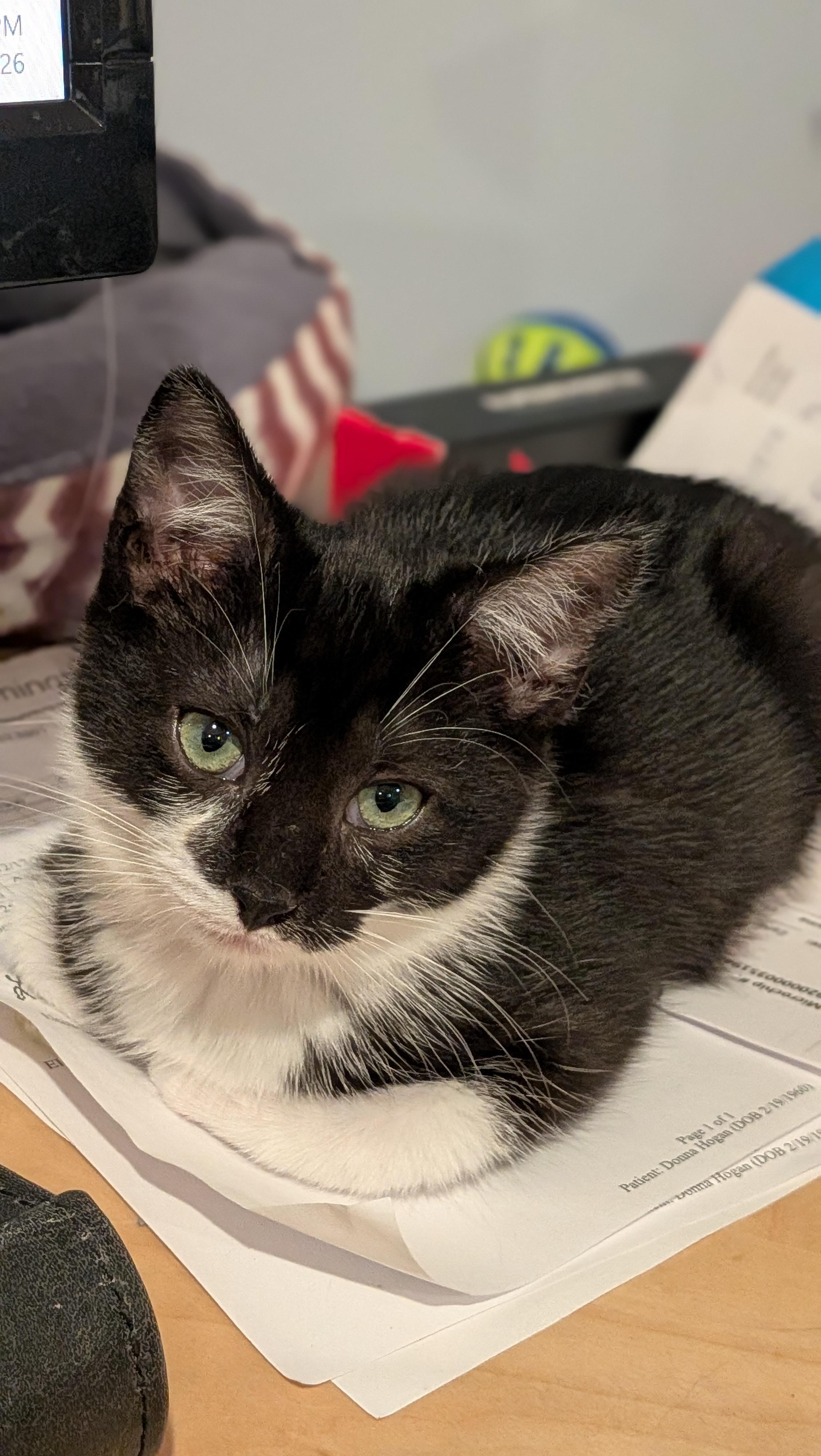 Enlarge Elvis, a ADOPTABLE Tuxedo in Wilmington, NC image 2/6