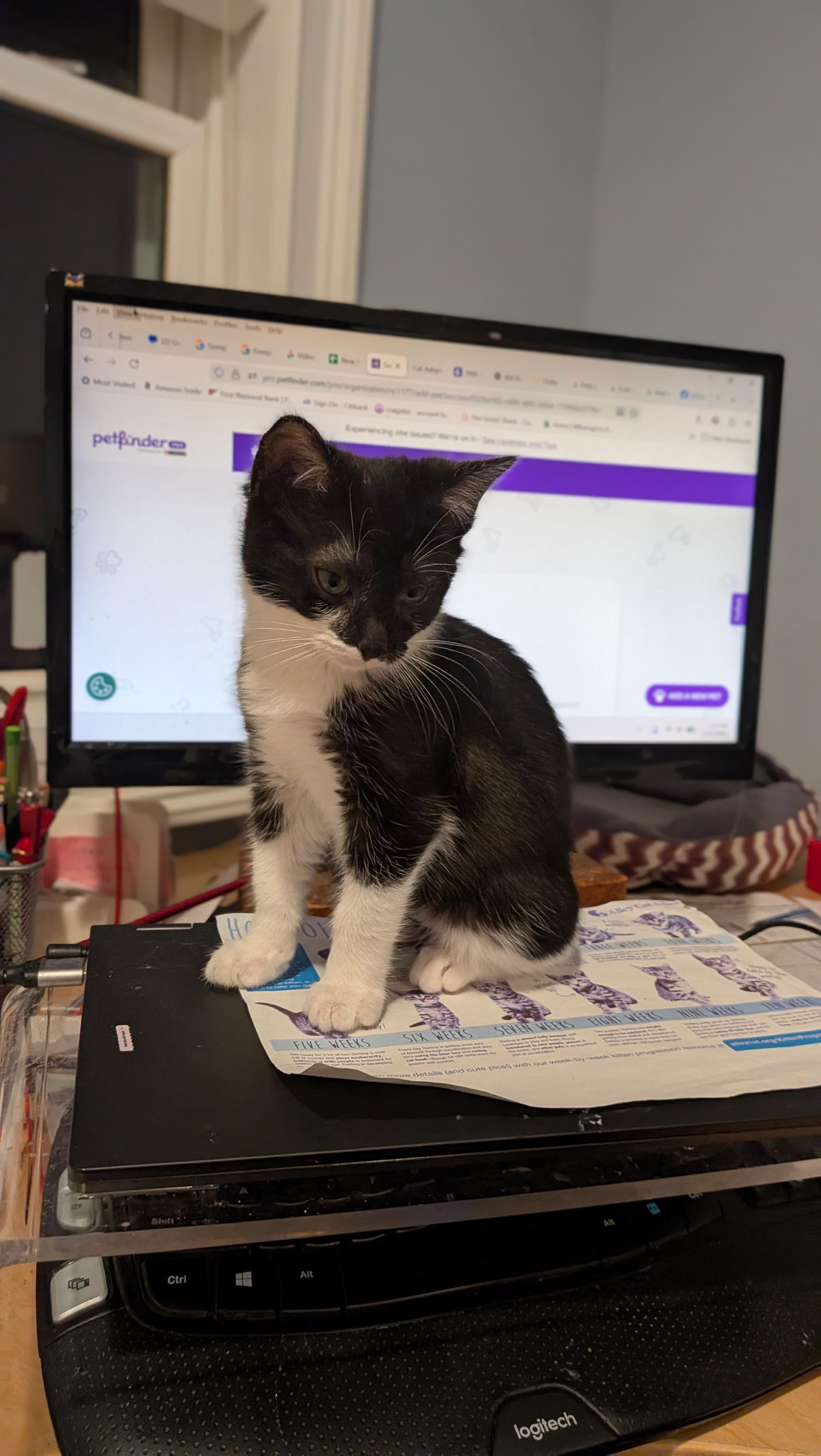 Enlarge Elvis, a ADOPTABLE Tuxedo in Wilmington, NC image 5/6