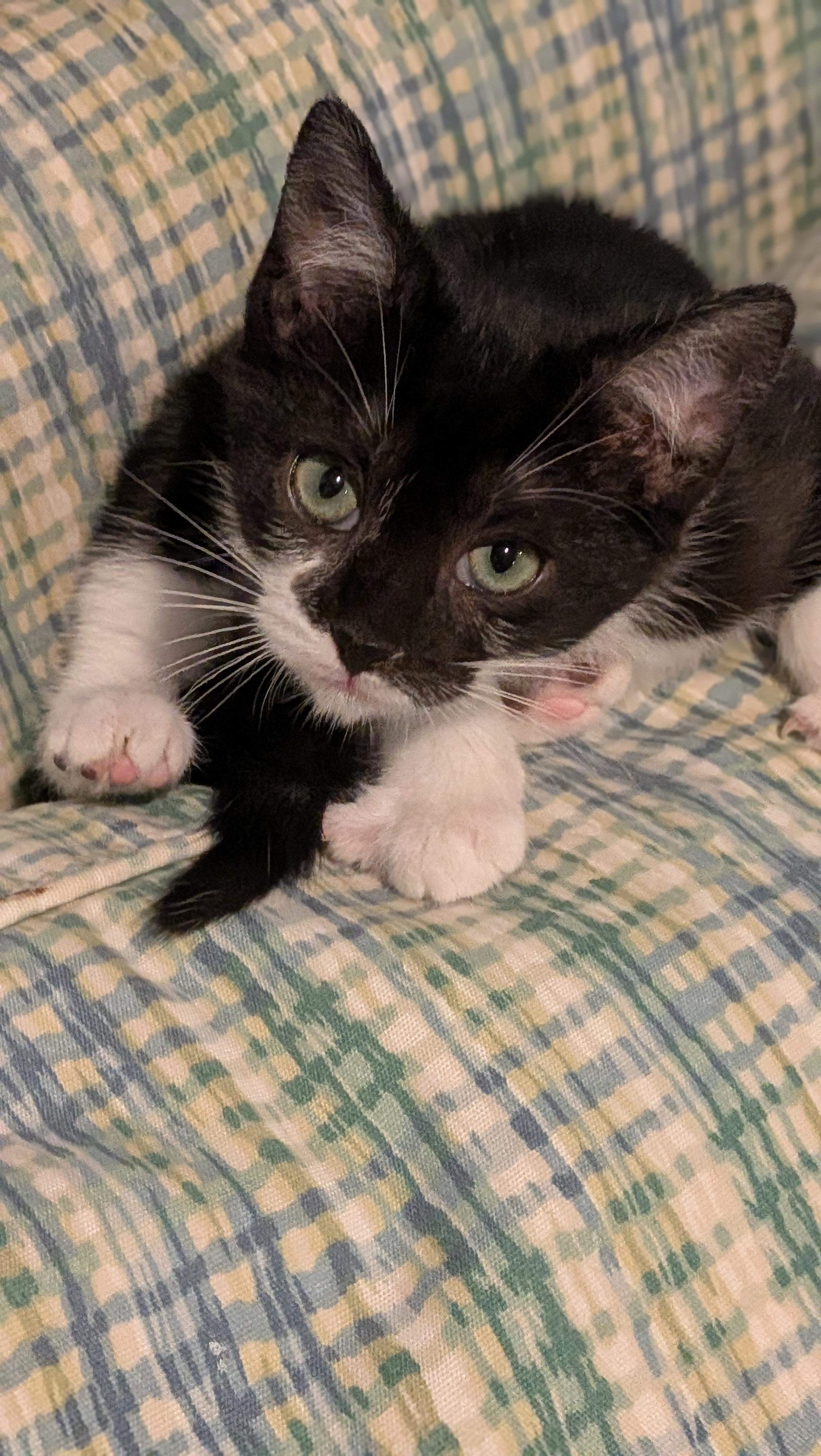 Enlarge Elvis, a ADOPTABLE Tuxedo in Wilmington, NC image 3/6