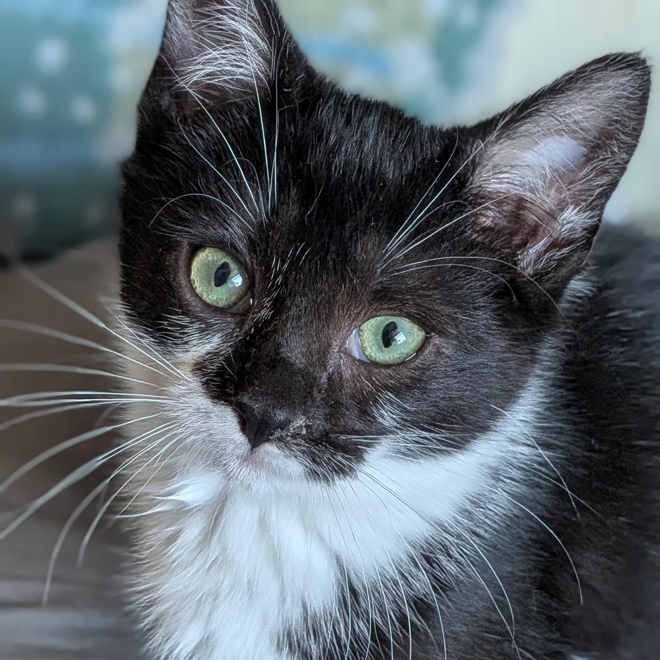 Elvis, ADOPTABLE, Kitten Male Tuxedo.