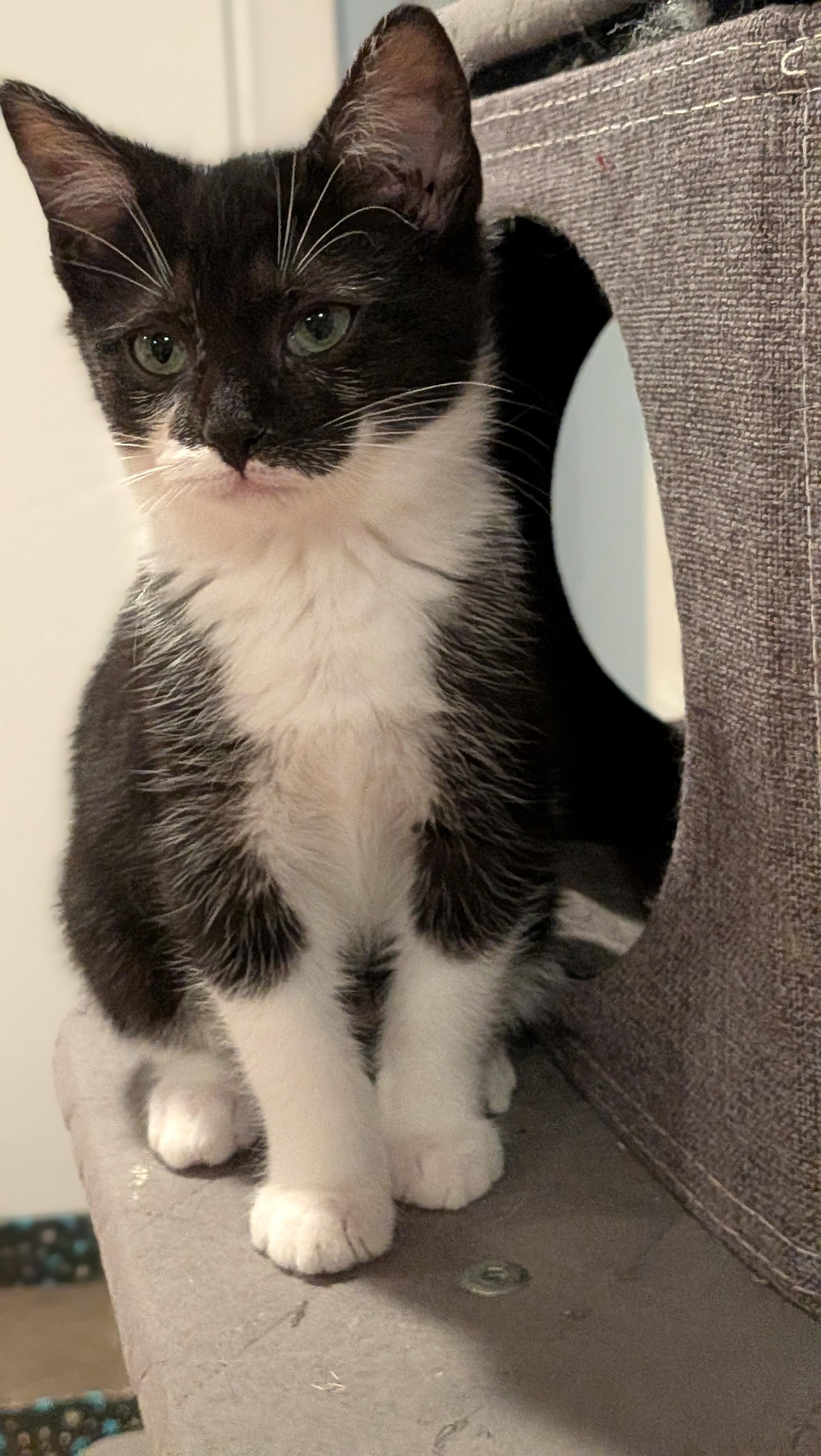 Enlarge Elvis, a ADOPTABLE Tuxedo in Wilmington, NC image 6/6