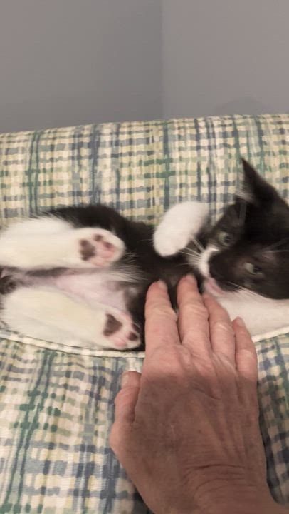 Enlarge Elvis, a ADOPTABLE Tuxedo in Wilmington, NC video 4/6