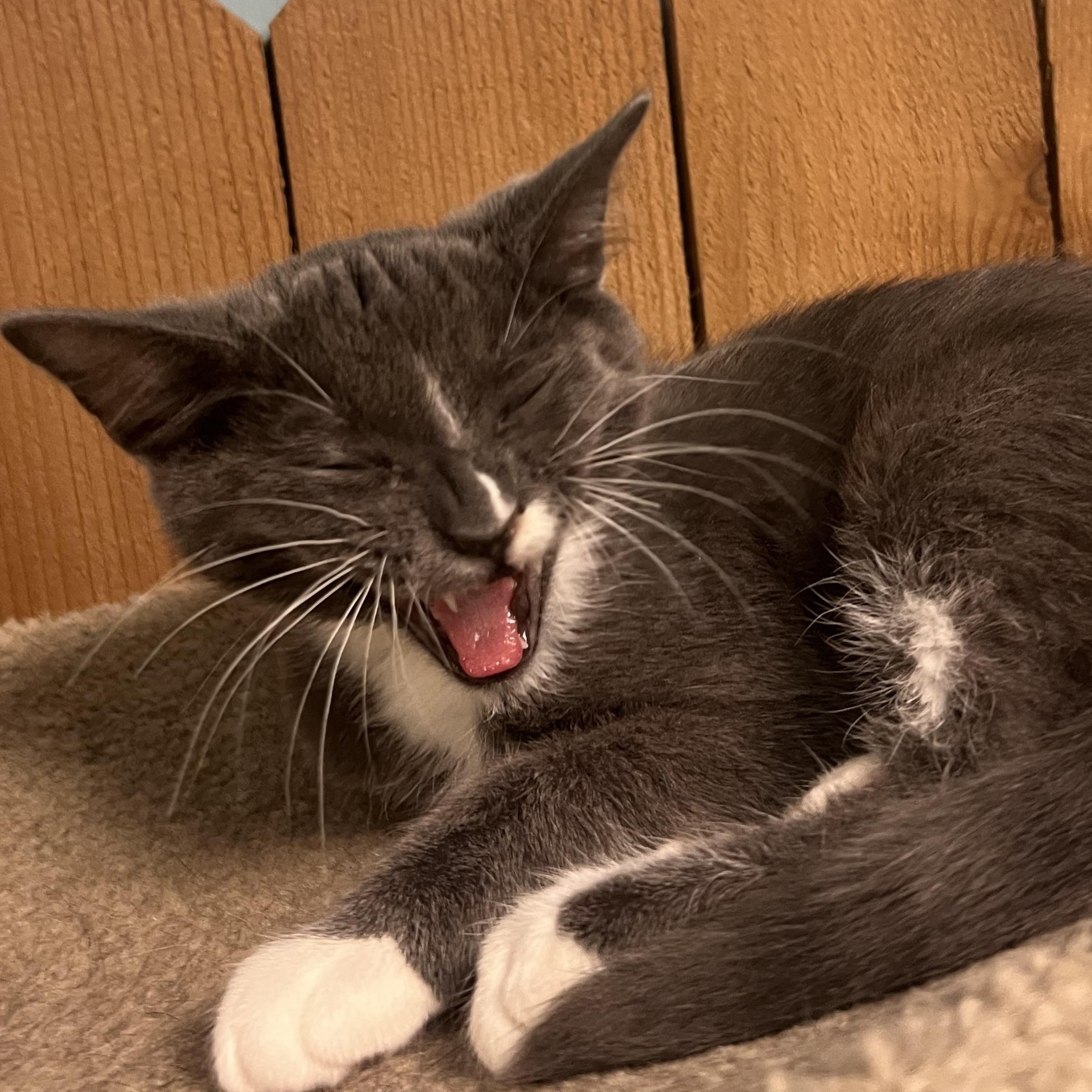 Twitch Domestic Short Hair Cat
