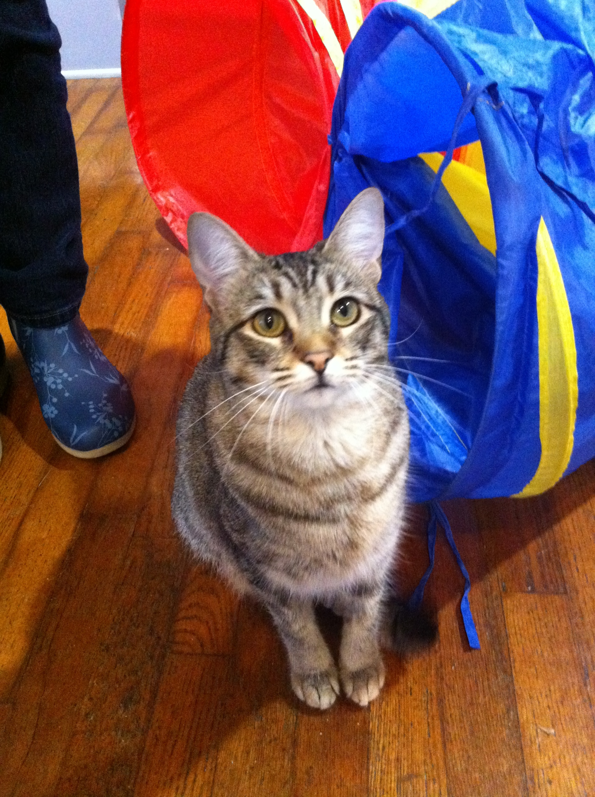 Enlarge CC, a Adoptable mixed breed in Watkinsville, GA image 1/9