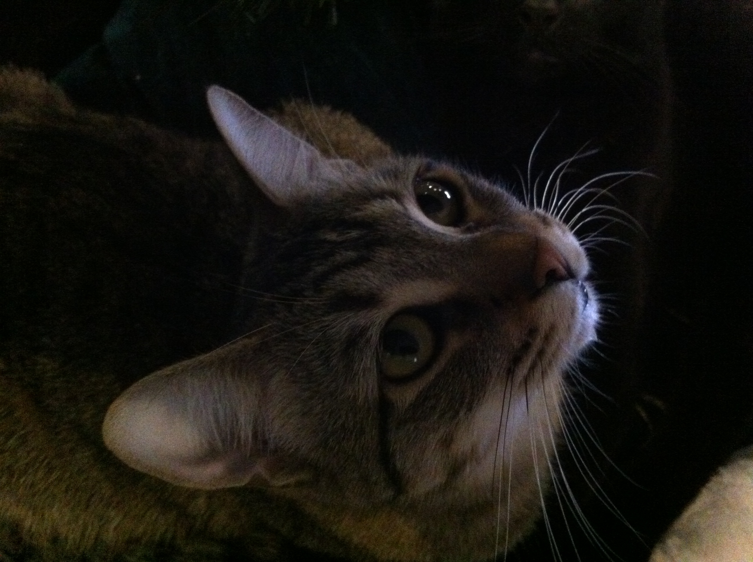 Enlarge CC, a Adoptable mixed breed in Watkinsville, GA image 2/9