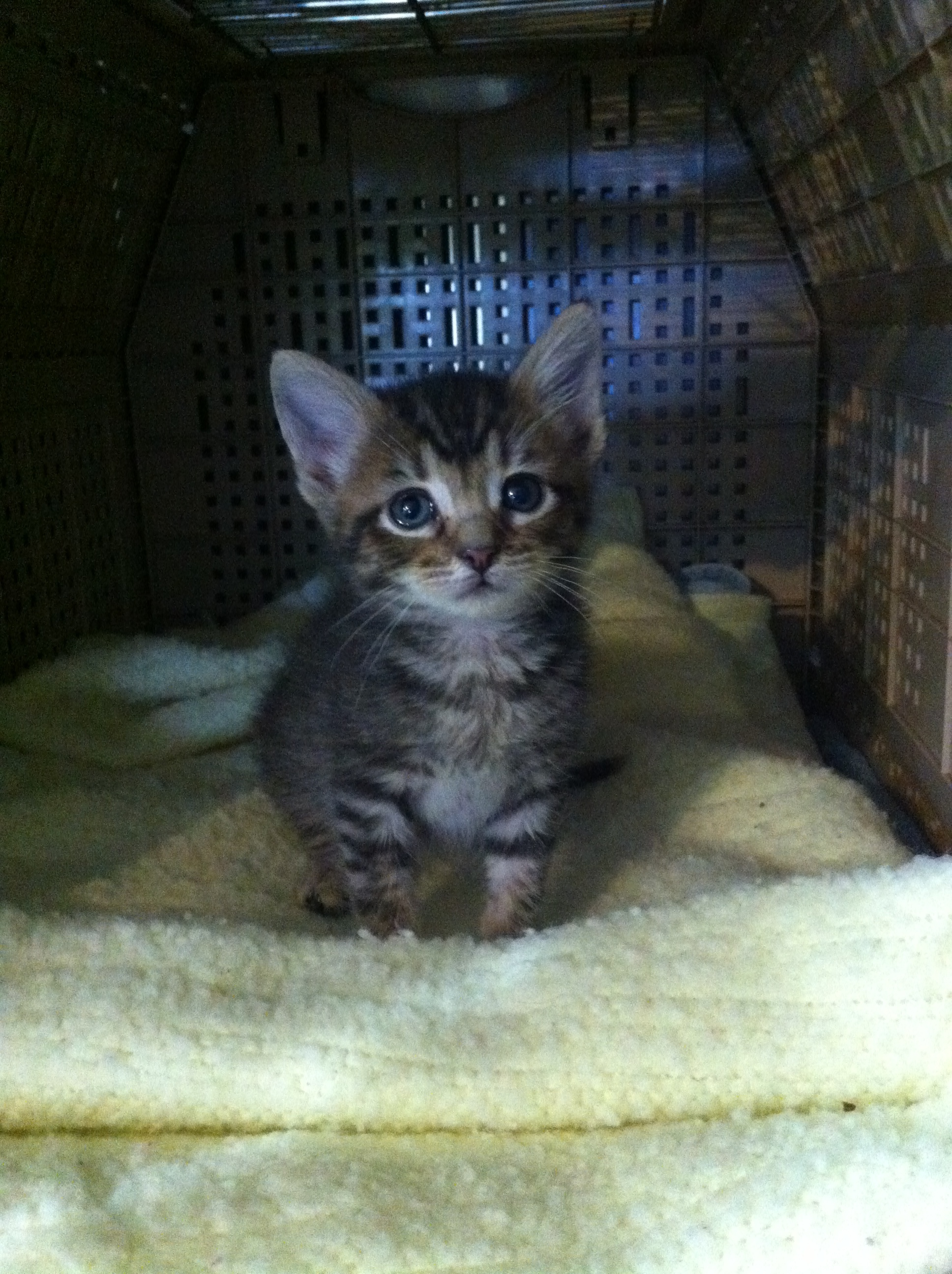 Enlarge CC, a Adoptable mixed breed in Watkinsville, GA image 3/9