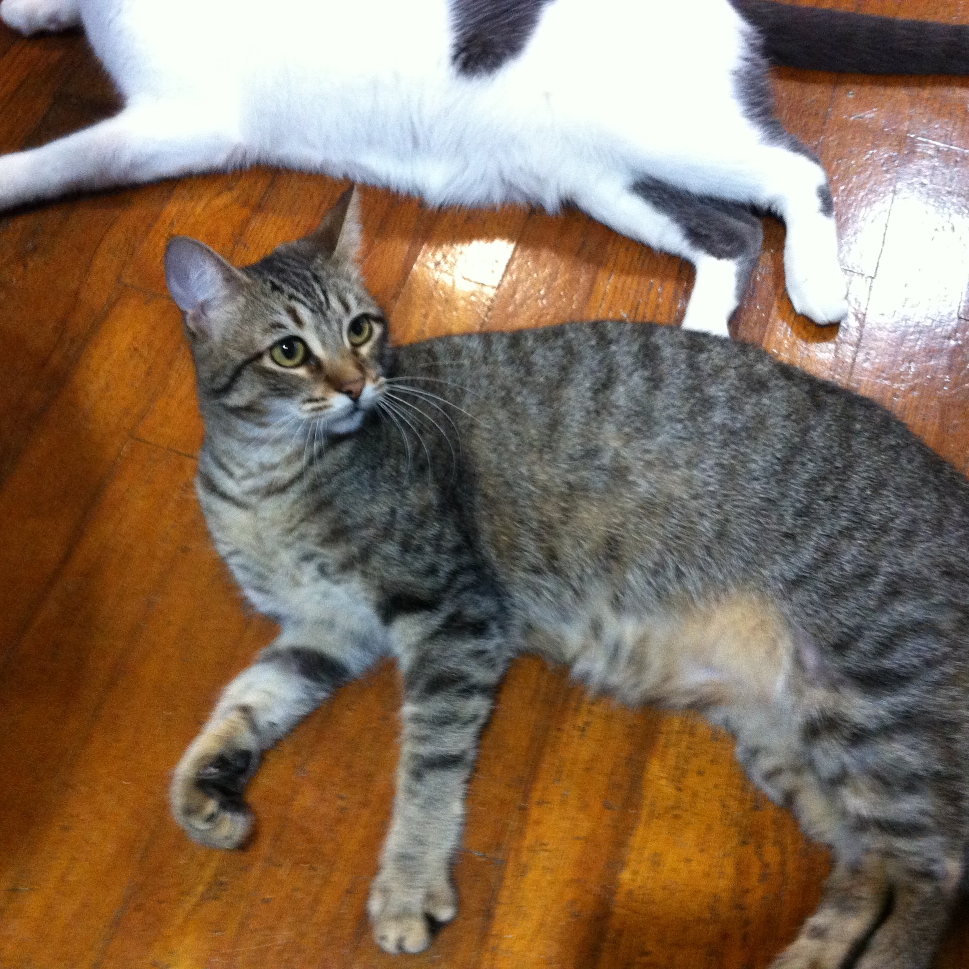 Enlarge CC, a Adoptable mixed breed in Watkinsville, GA image 4/9