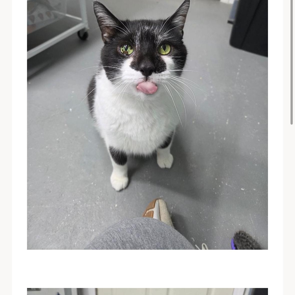 Lenny, Adoptable, Adult Male Domestic Short Hair.