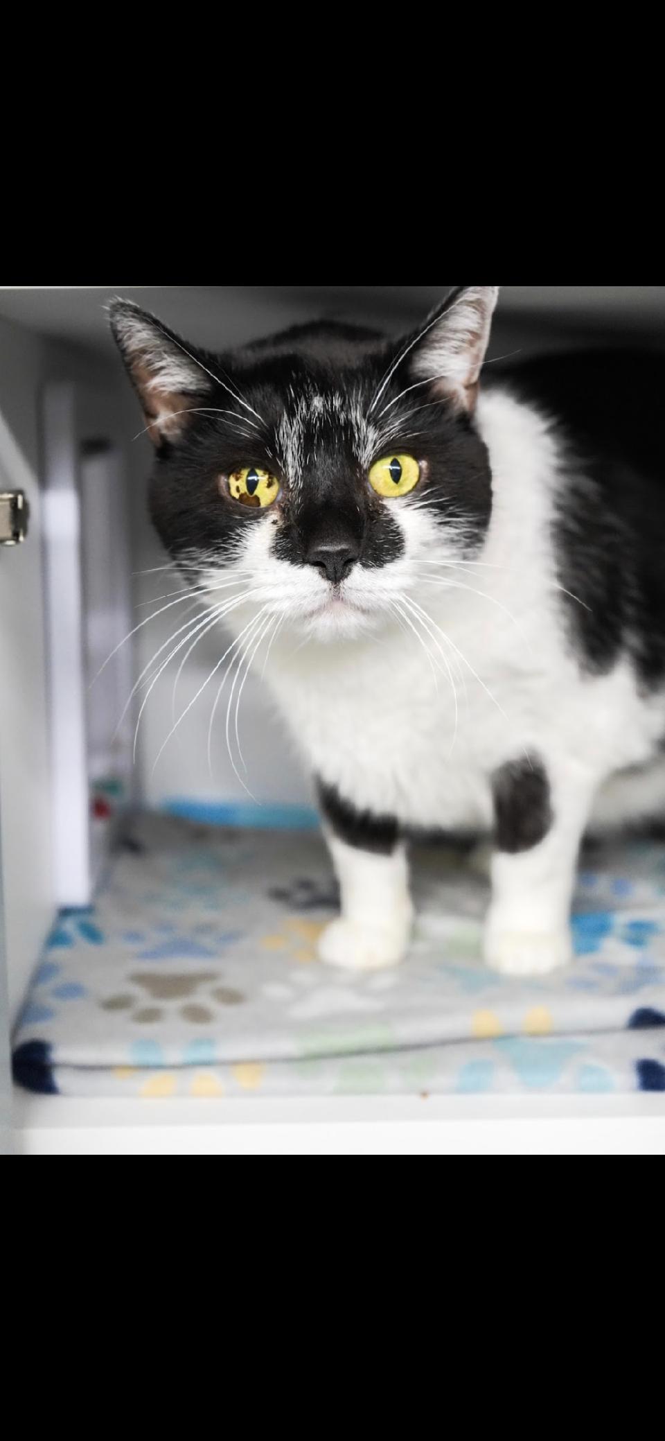 Enlarge Lenny, a Adoptable Domestic Short Hair in Evans City, PA image 3/4