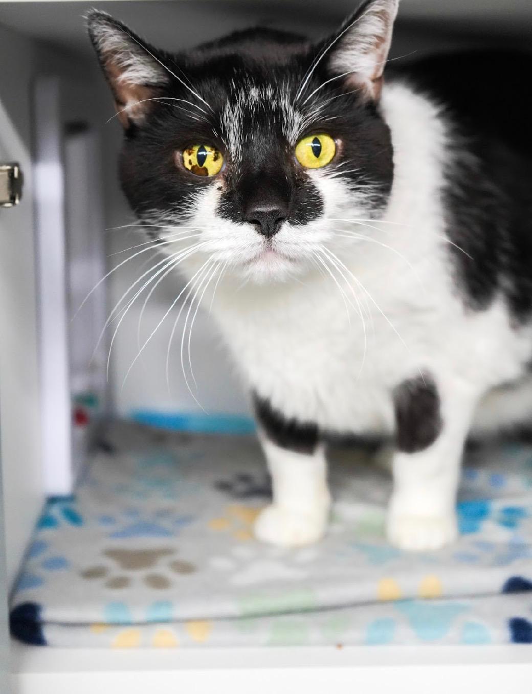 Enlarge Lenny, a Adoptable Domestic Short Hair in Evans City, PA image 2/4