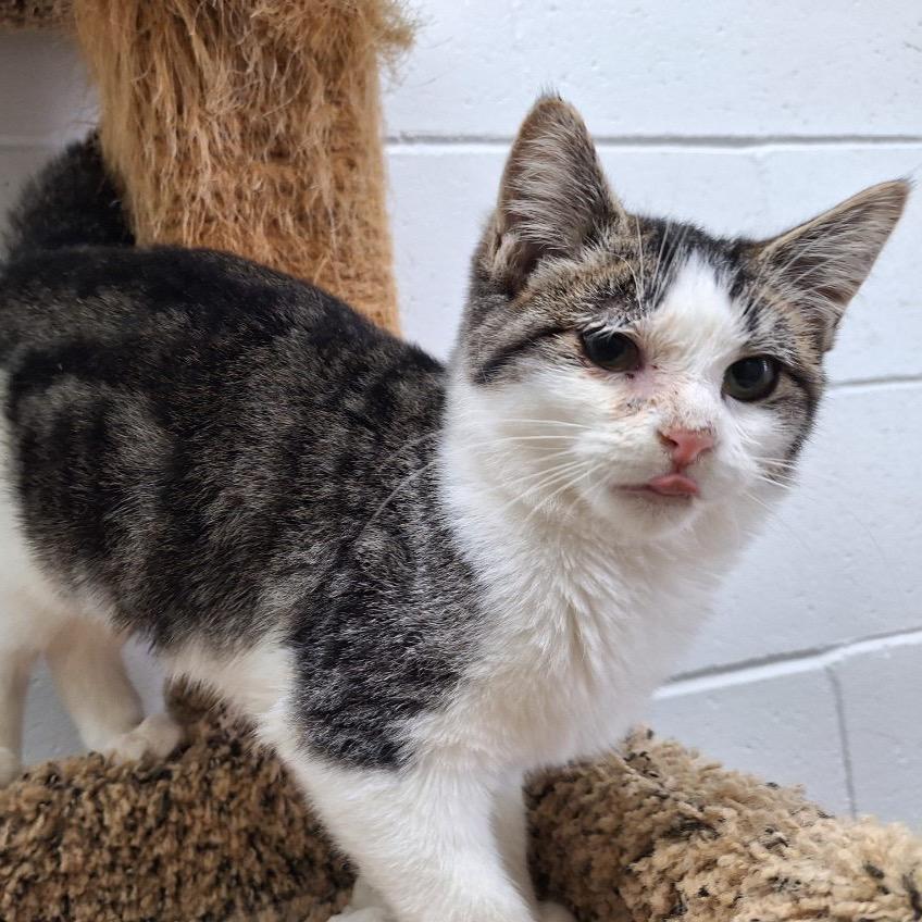 Christa, a Adoptable Domestic Short Hair in Albert Lea, MN image 1/6