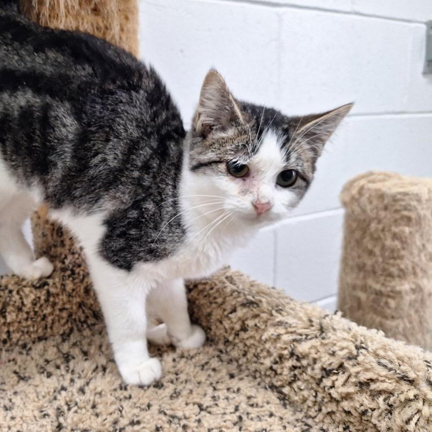 Christa, a Adoptable Domestic Short Hair in Albert Lea, MN image 2/6