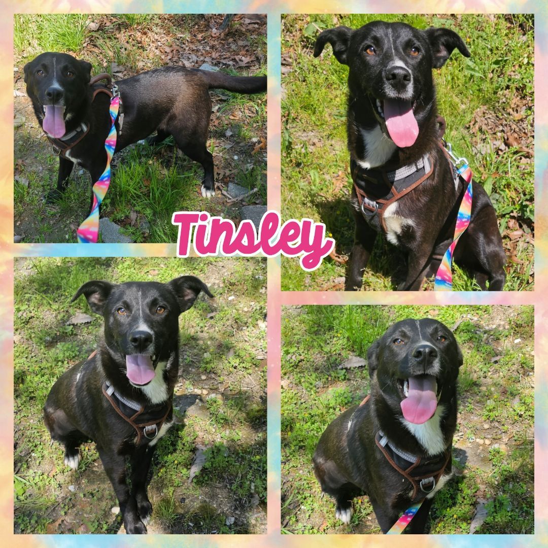 Enlarge Tinsley, a Adopted mixed breed in Blacksburg, SC image 1/1