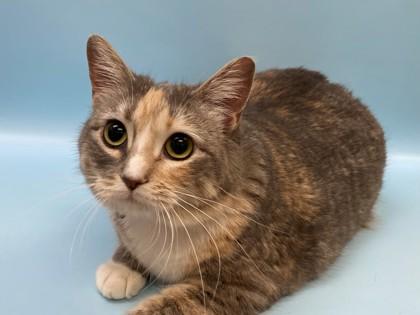 Enlarge Flo, a Adoptable mixed breed in Woodbury, MN image 1/1