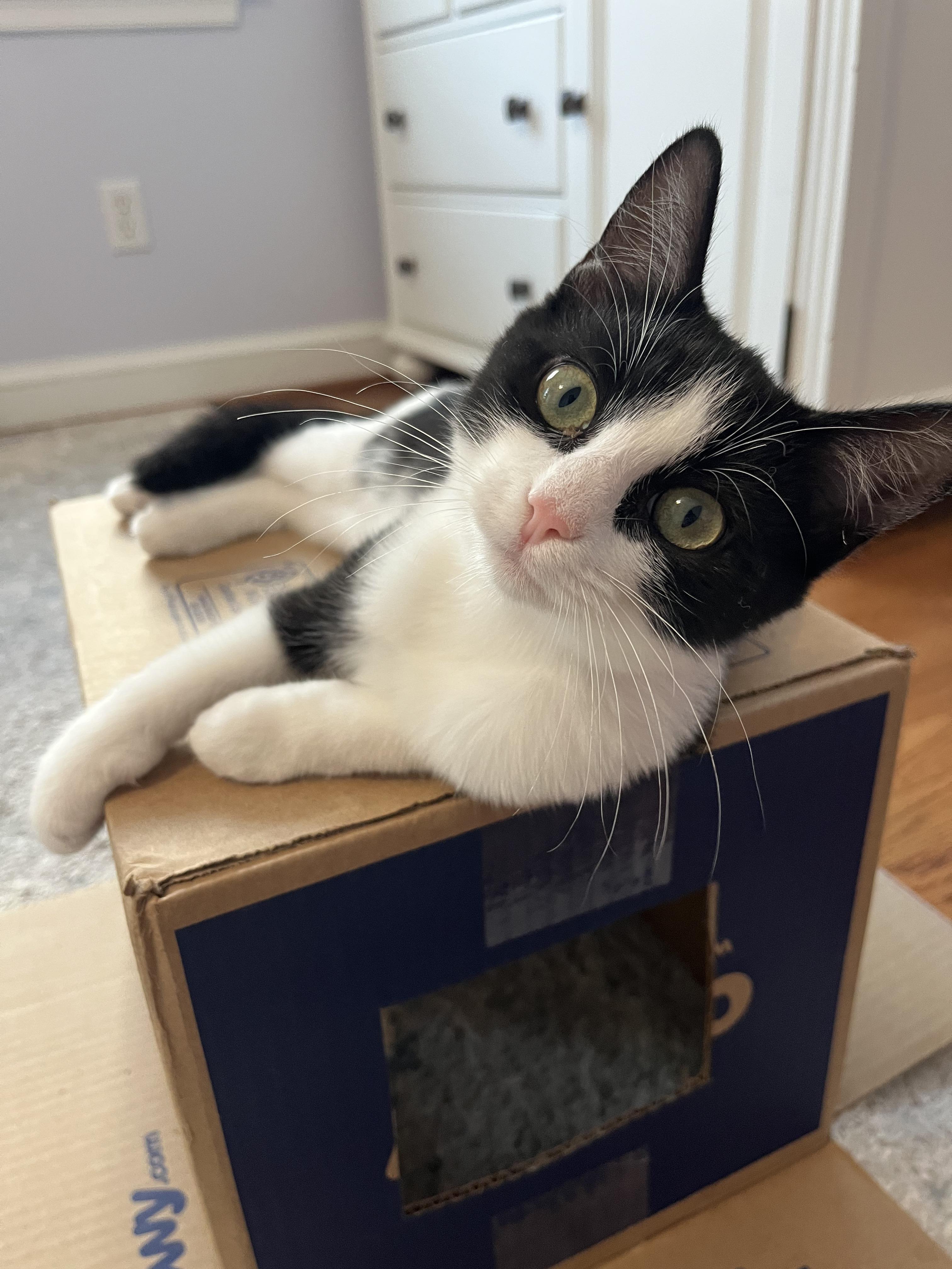 Enlarge Blackberry (& Apricot), a Adoptable Domestic Short Hair in Leesburg, VA image 4/6