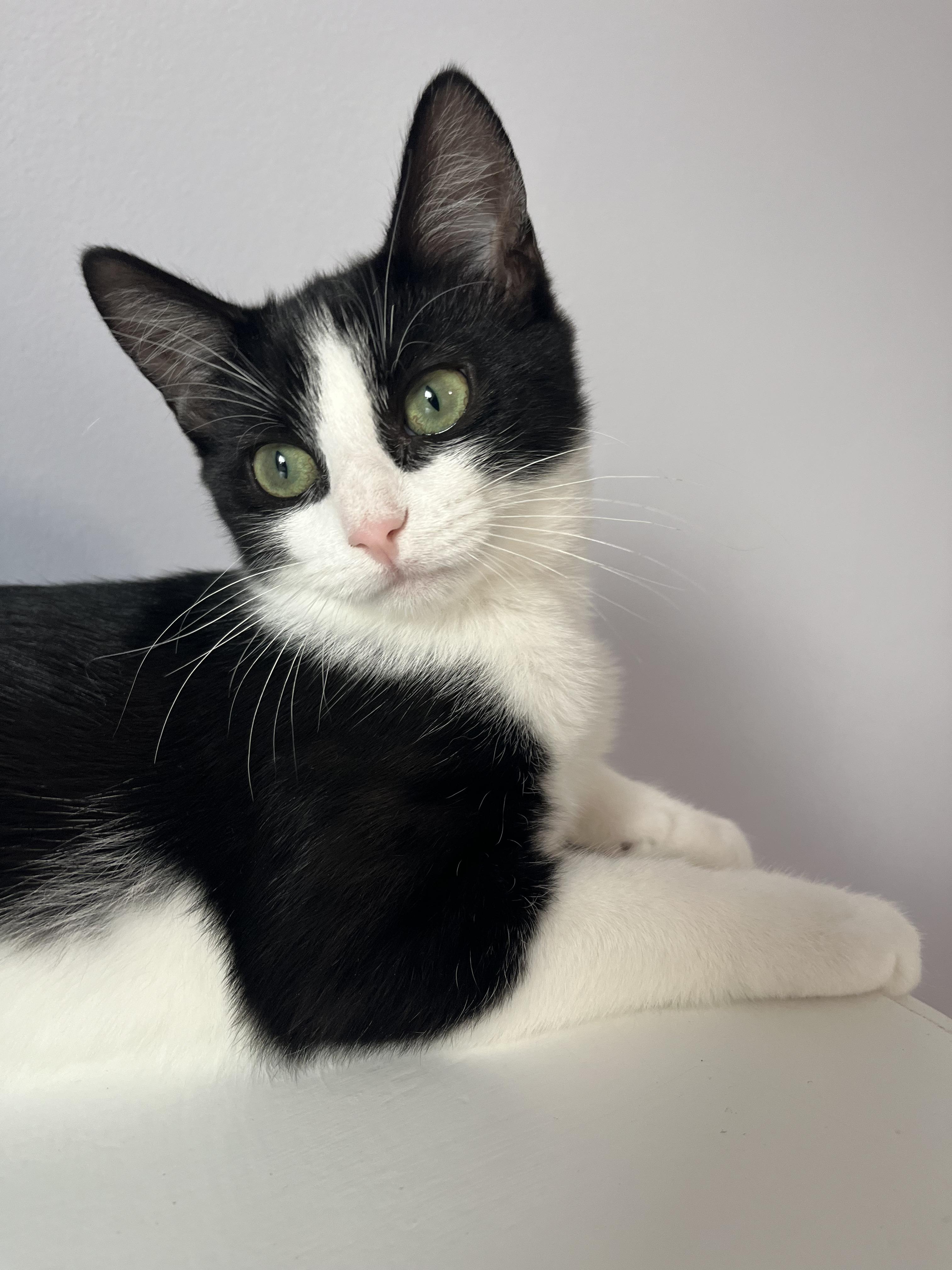 Enlarge Blackberry (& Apricot), a Adoptable Domestic Short Hair in Leesburg, VA image 6/6