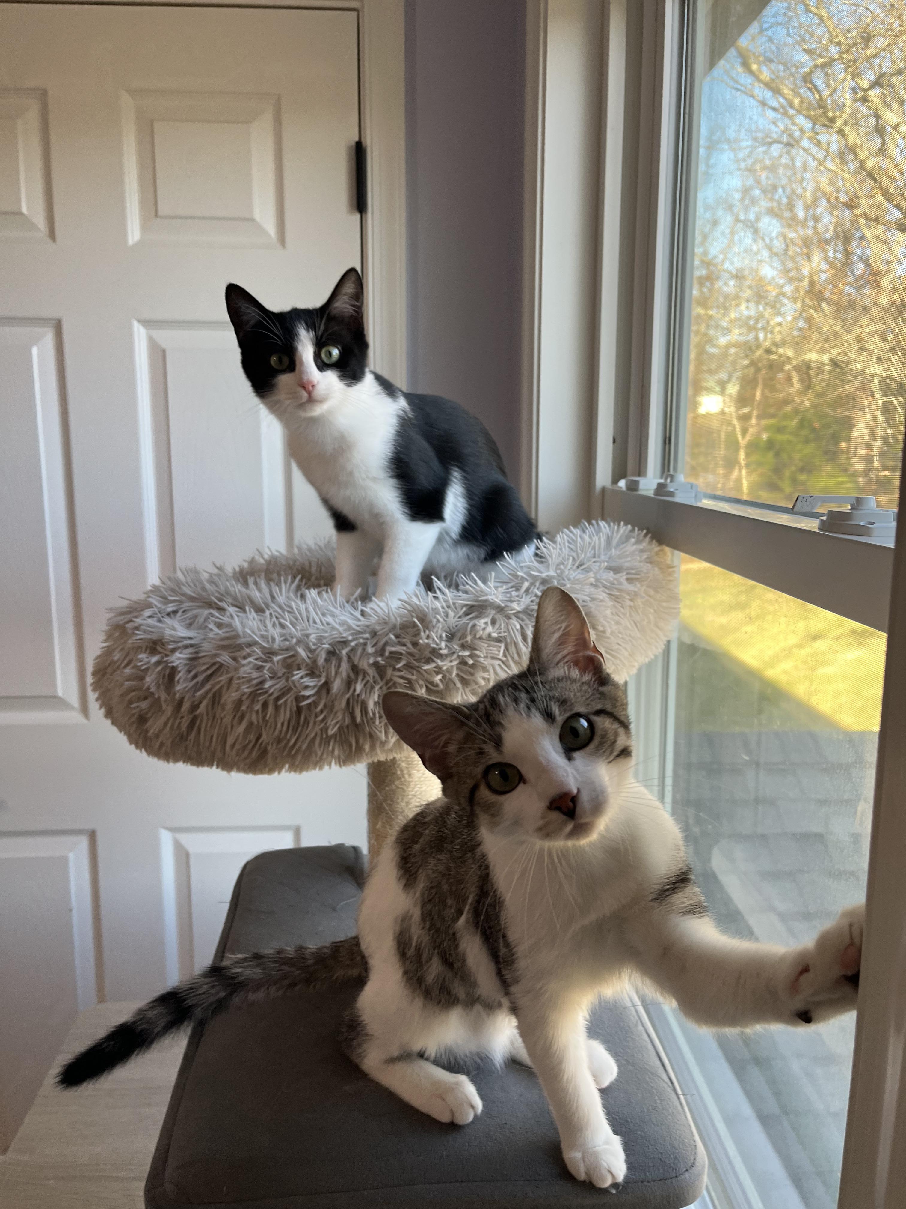 Enlarge Blackberry (& Apricot), a Adoptable Domestic Short Hair in Leesburg, VA image 1/6