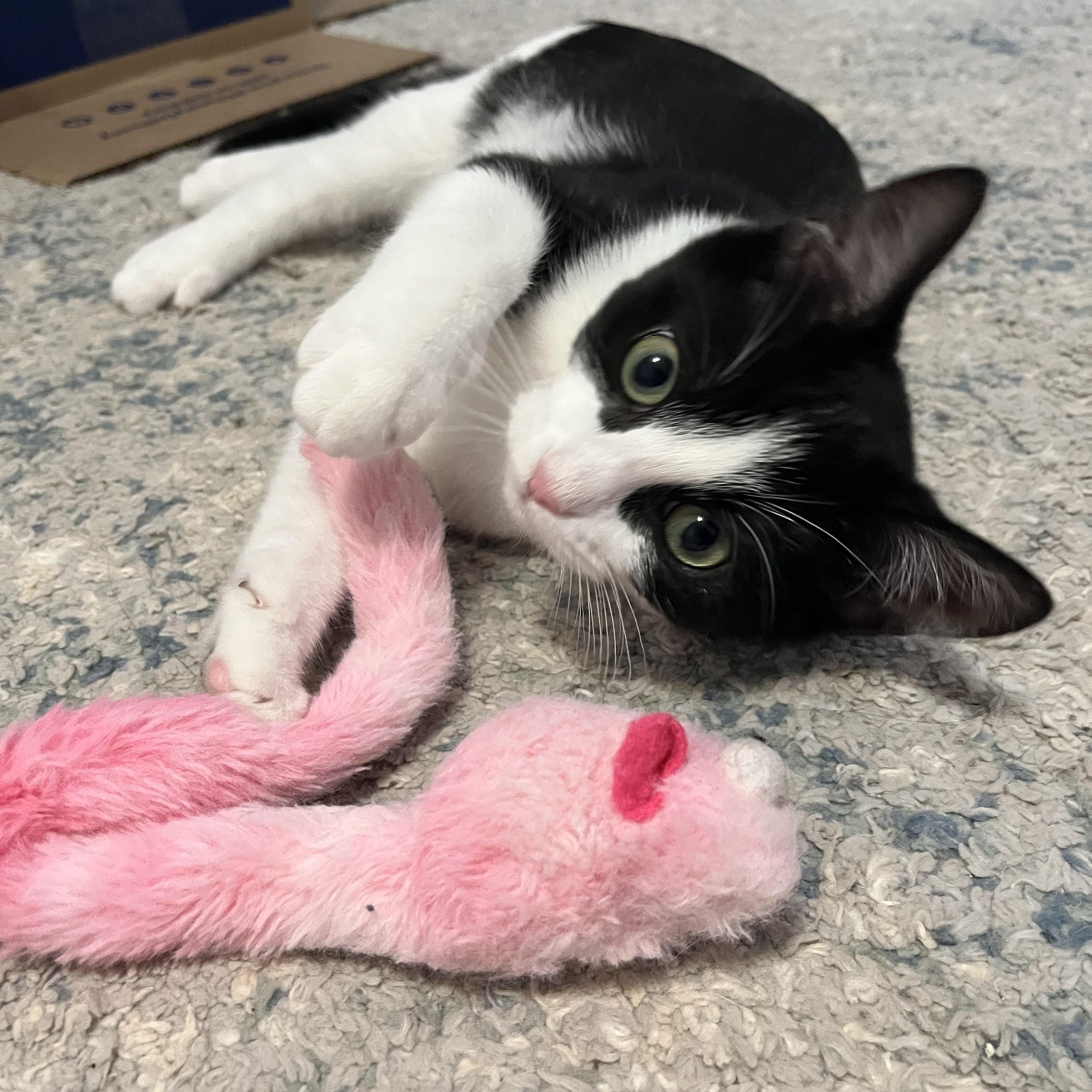 Enlarge Blackberry (& Apricot), a Adoptable Domestic Short Hair in Leesburg, VA image 3/6