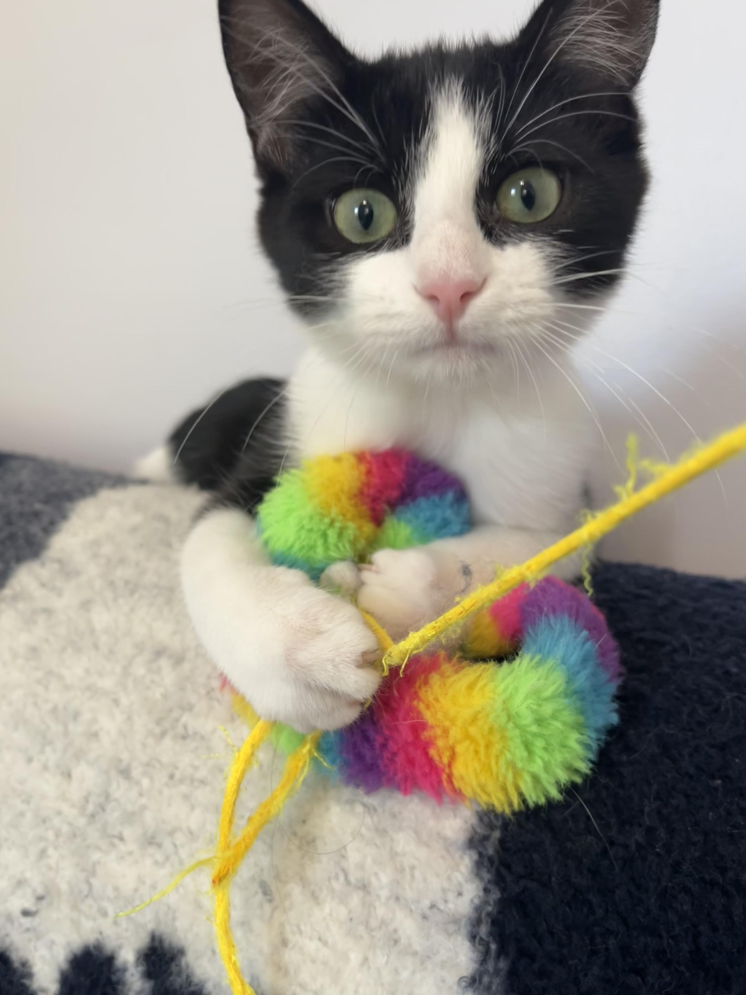 Enlarge Blackberry (& Apricot), a Adoptable Domestic Short Hair in Leesburg, VA image 2/6