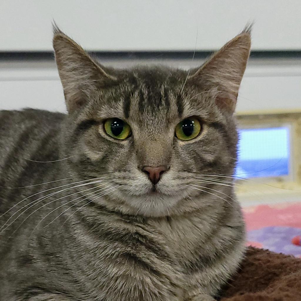 Enlarge Twilight, a Adoptable Domestic Short Hair in Sheridan, WY image 1/1