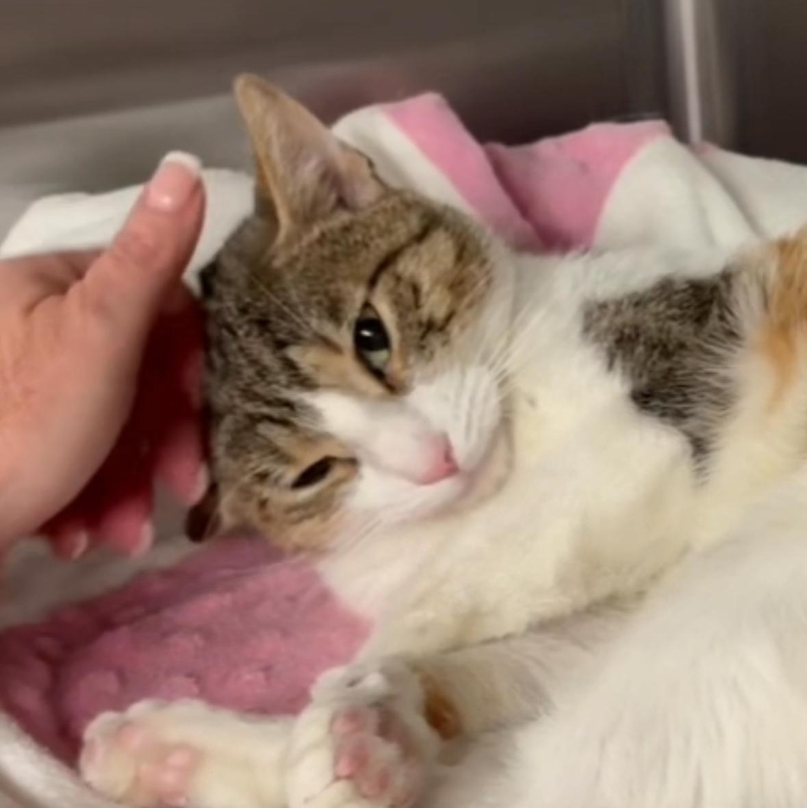 Suki, a Adoptable mixed breed in North Kingstown, RI image 2/6