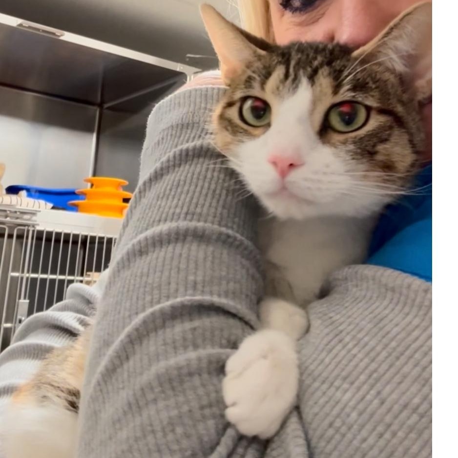 Suki, a Adoptable mixed breed in North Kingstown, RI image 4/6