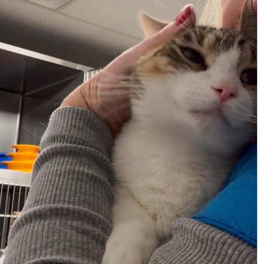 Suki, Adoptable, Young Female Domestic Short Hair & Calico.