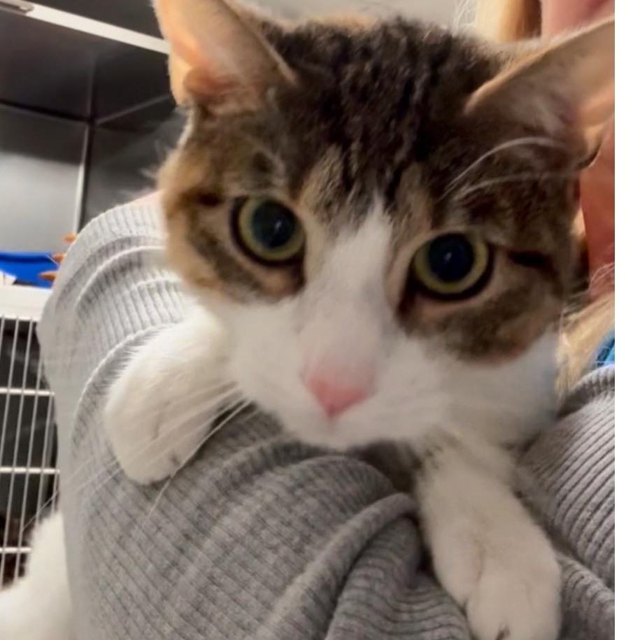 Suki, a Adoptable mixed breed in North Kingstown, RI image 5/6