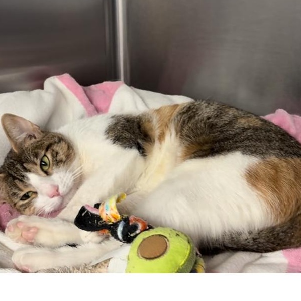 Suki, a Adoptable mixed breed in North Kingstown, RI image 3/6