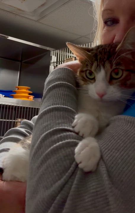 Enlarge Suki, a Adoptable mixed breed in North Kingstown, RI video 6/6