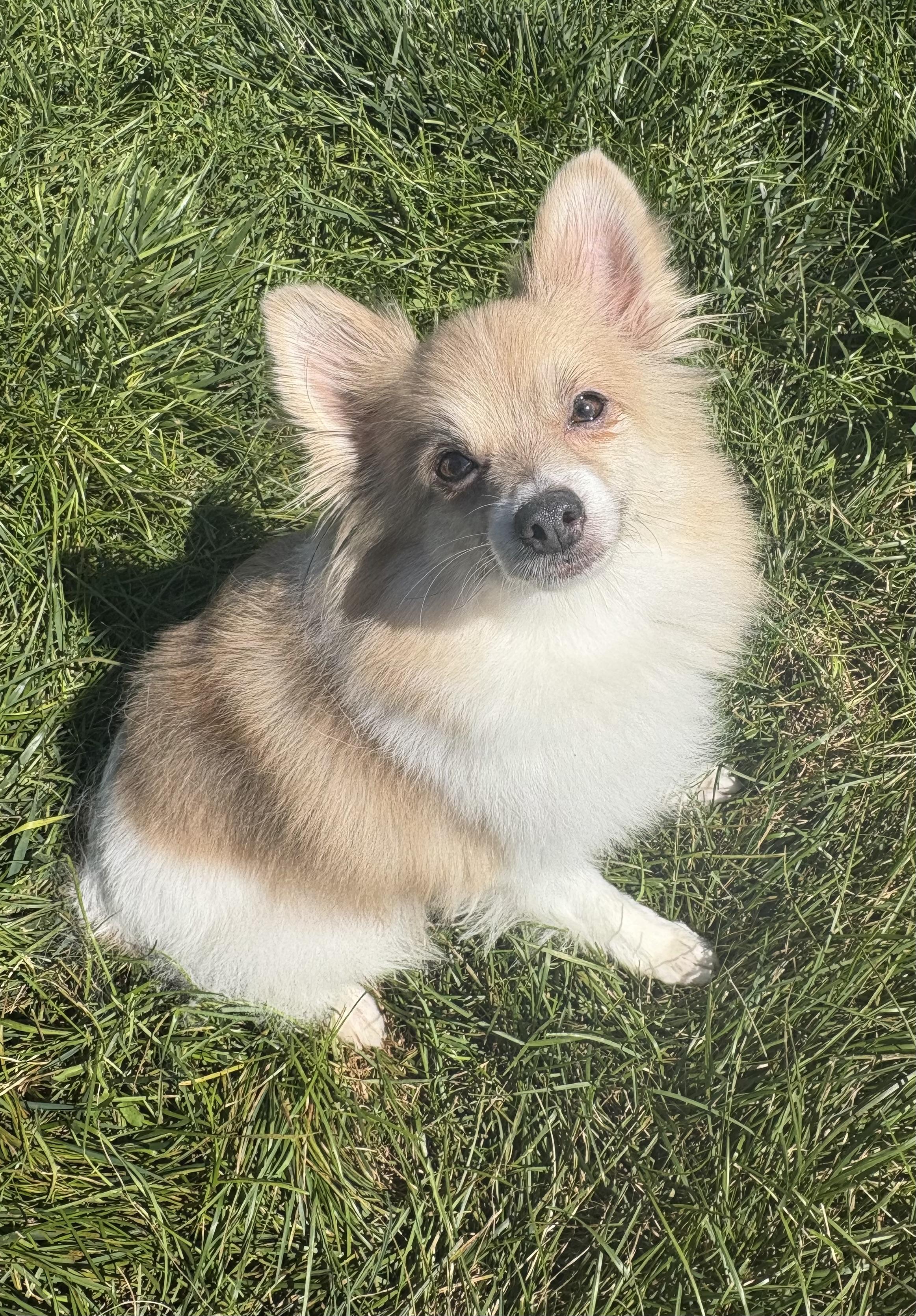 Nimby, an adoptable Pomeranian in Grant, NE, 69140 | Photo Image 1