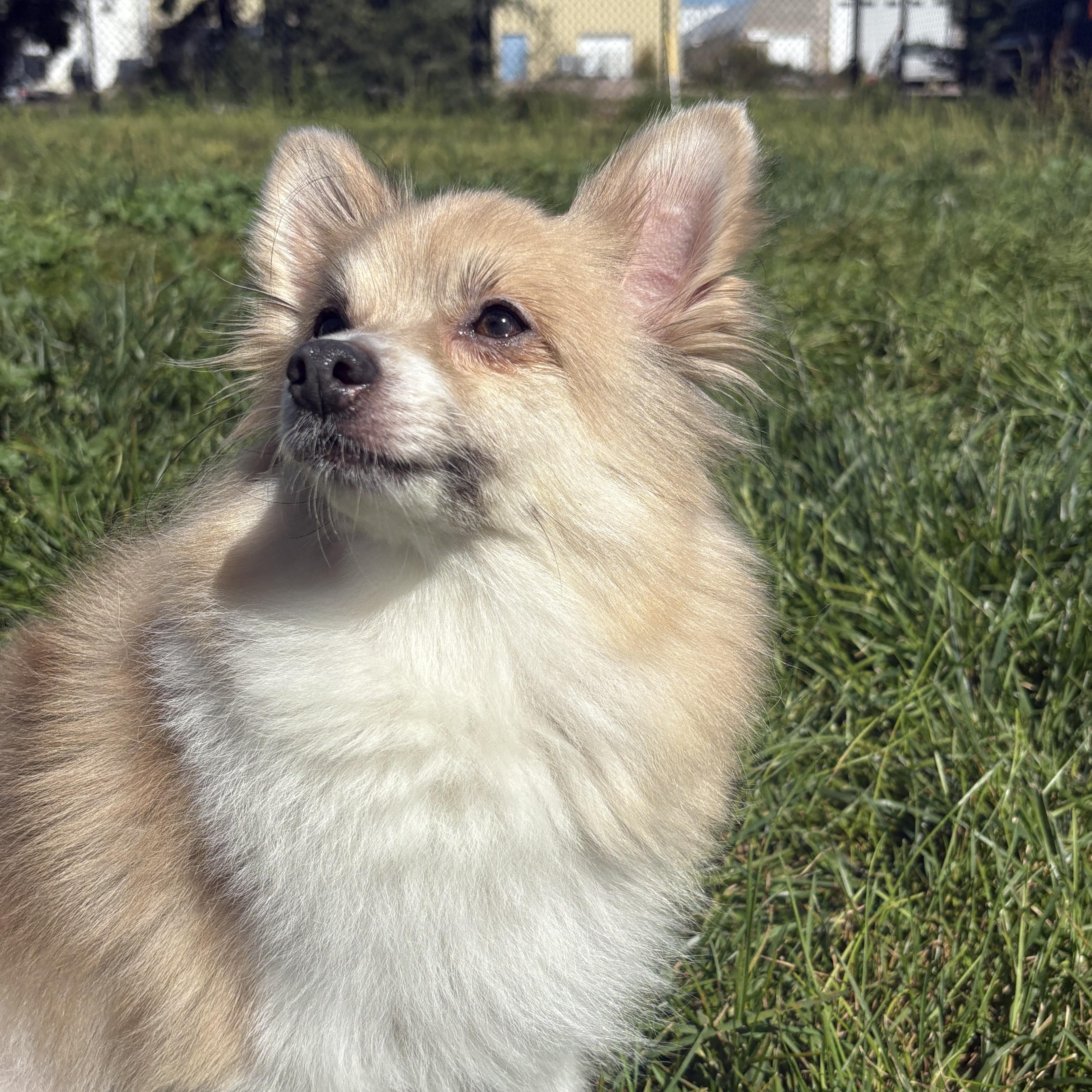 Nimby, an adoptable Pomeranian in Grant, NE, 69140 | Photo Image 4
